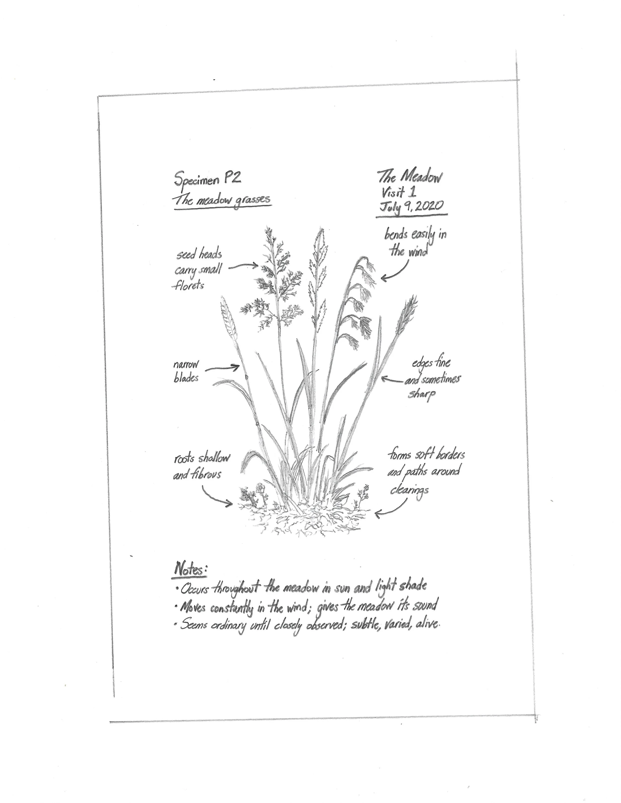Tulip - Field Notes - The Grasses.jpg