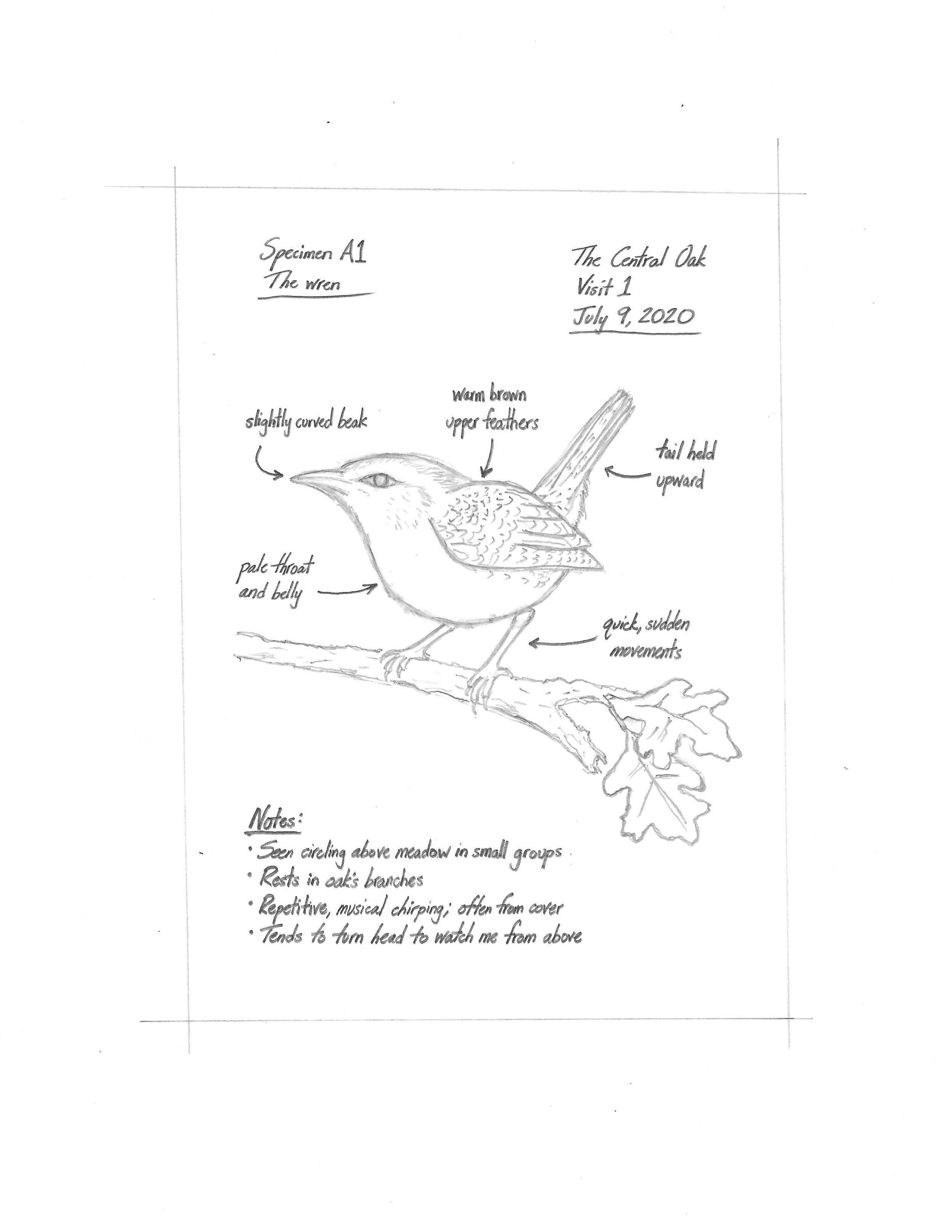 Tulip - Field Notes - The Wren.jpeg