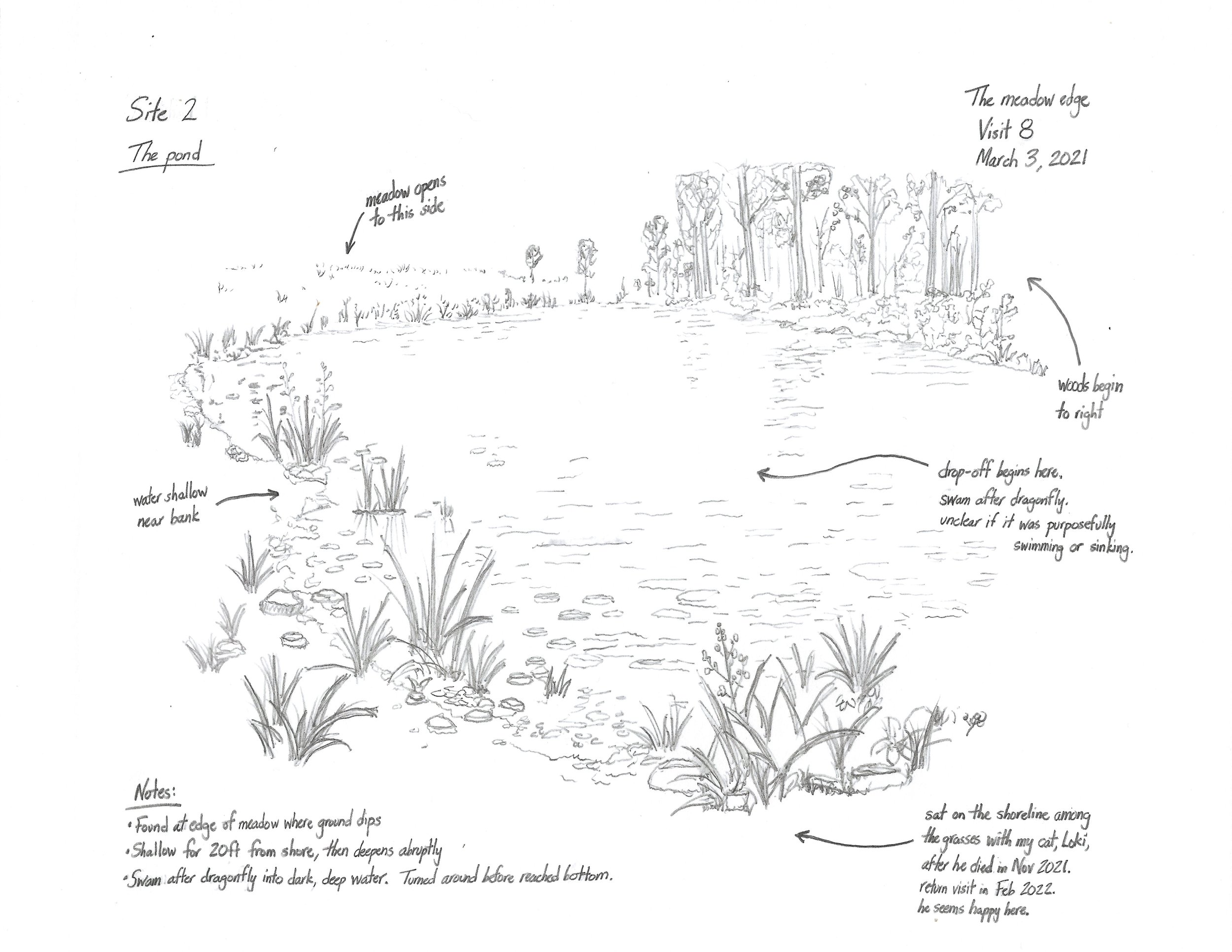 Tulip - Field Notes - The Pond.jpeg