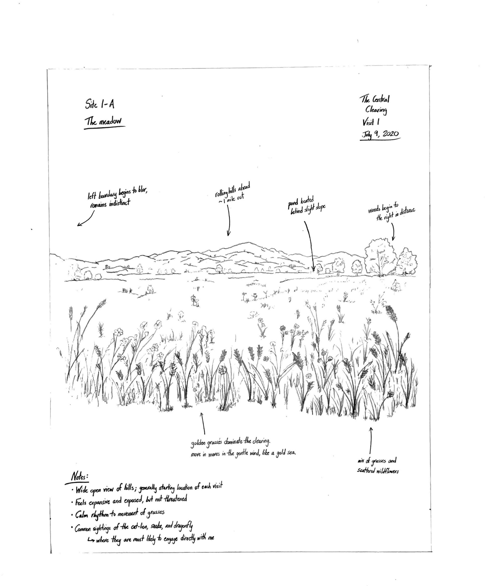 Tulip - Field Notes - The Meadow (Right).png