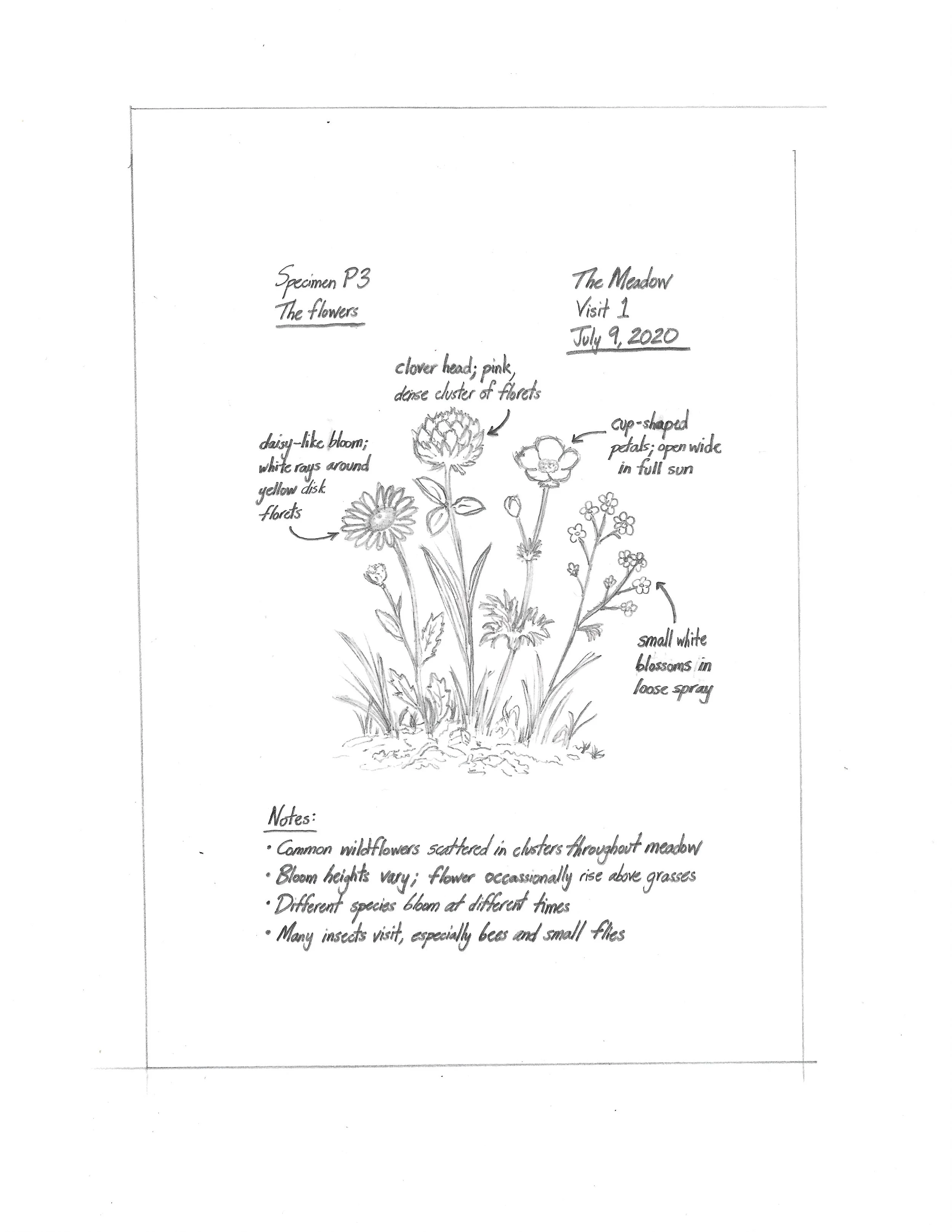 Tulip - Field Notes - The Flowers.jpeg