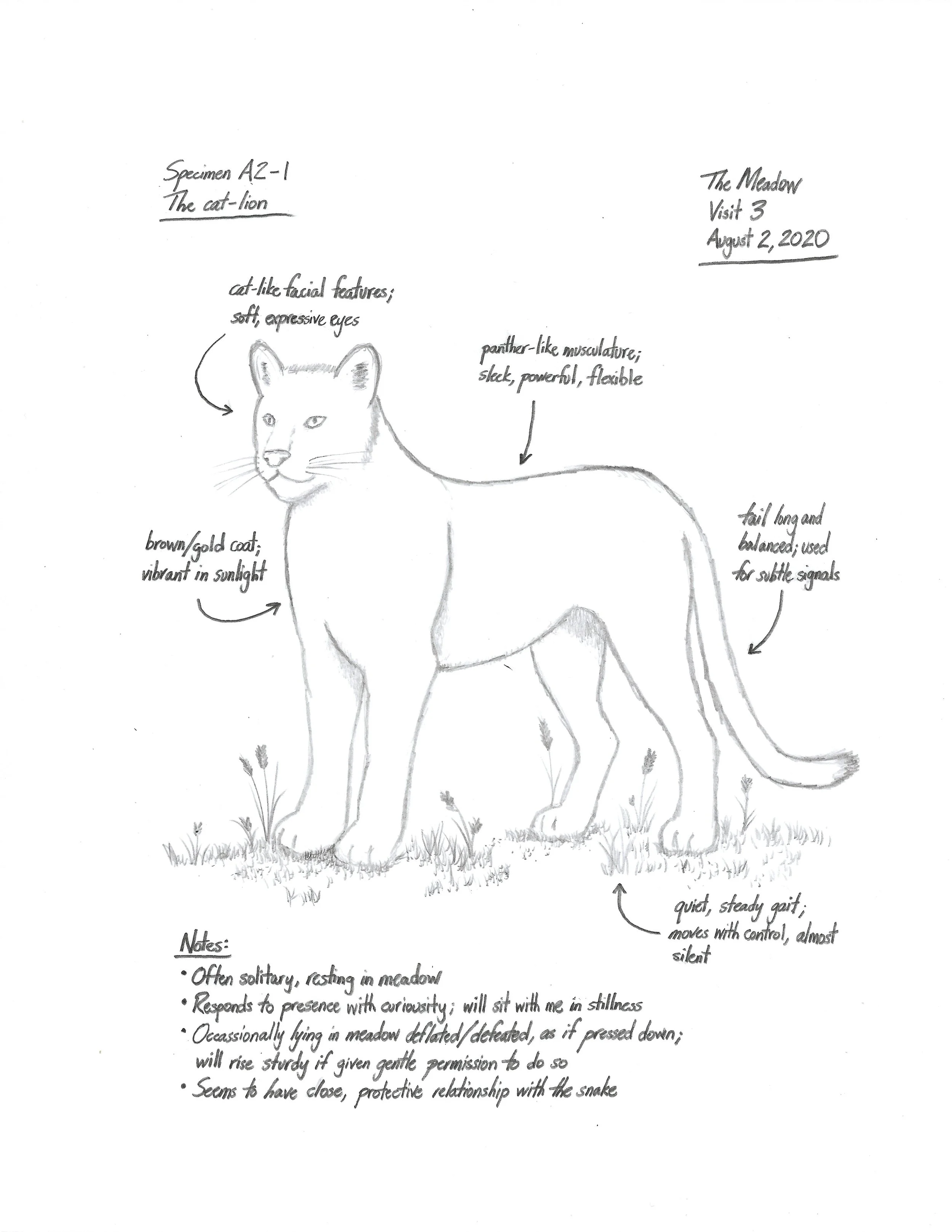 Tulip - Field Notes - The Cat-Lion.jpeg