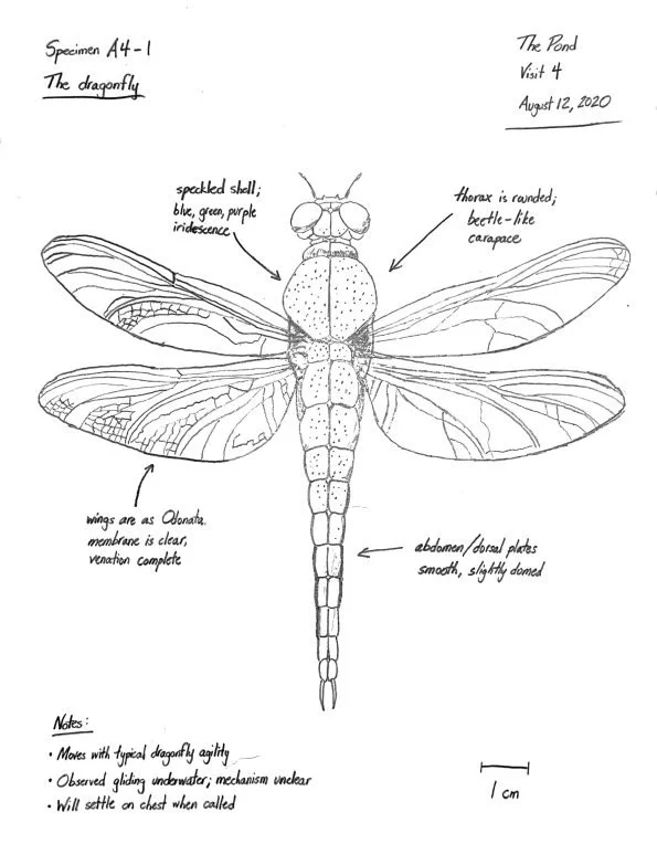 Tulip - Field Notes - The Dragonfly.jpg