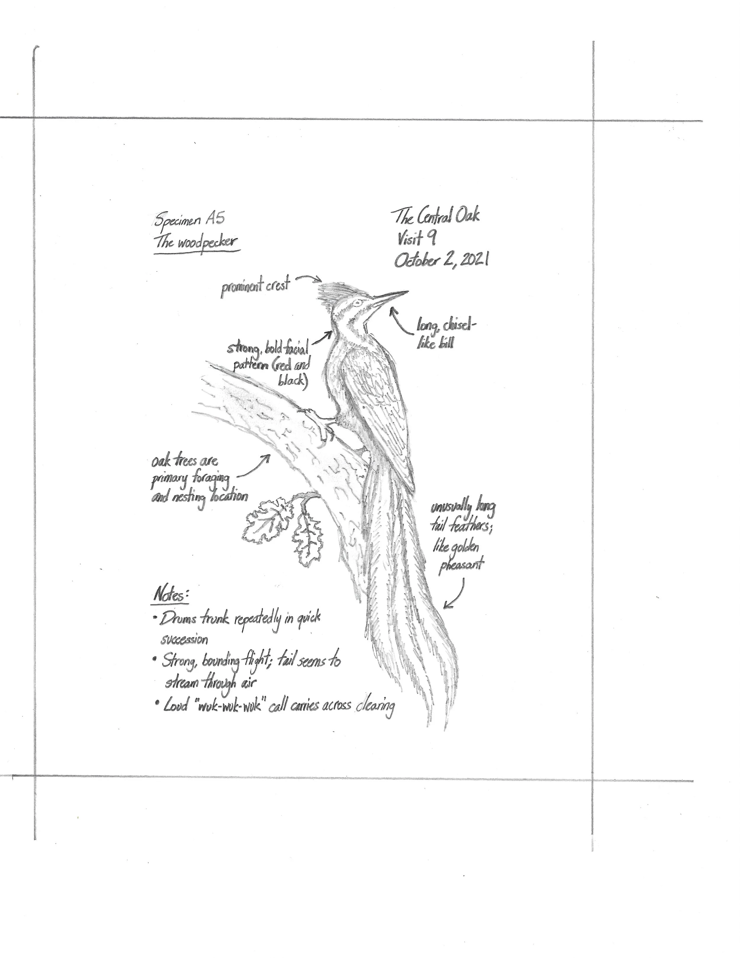 Tulip - Field Notes - The Woodpecker.jpeg