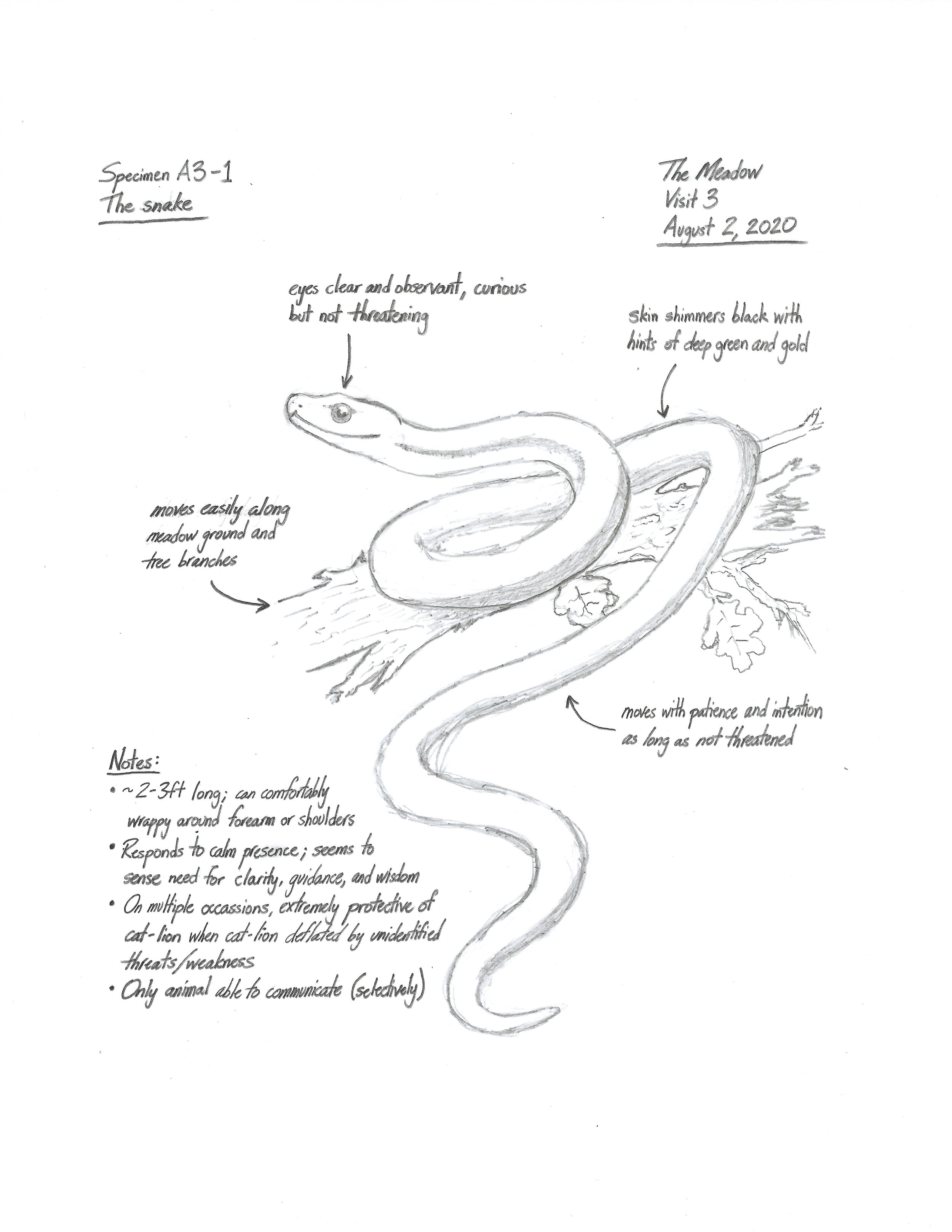 Tulip - Field Notes - The Snake.jpeg