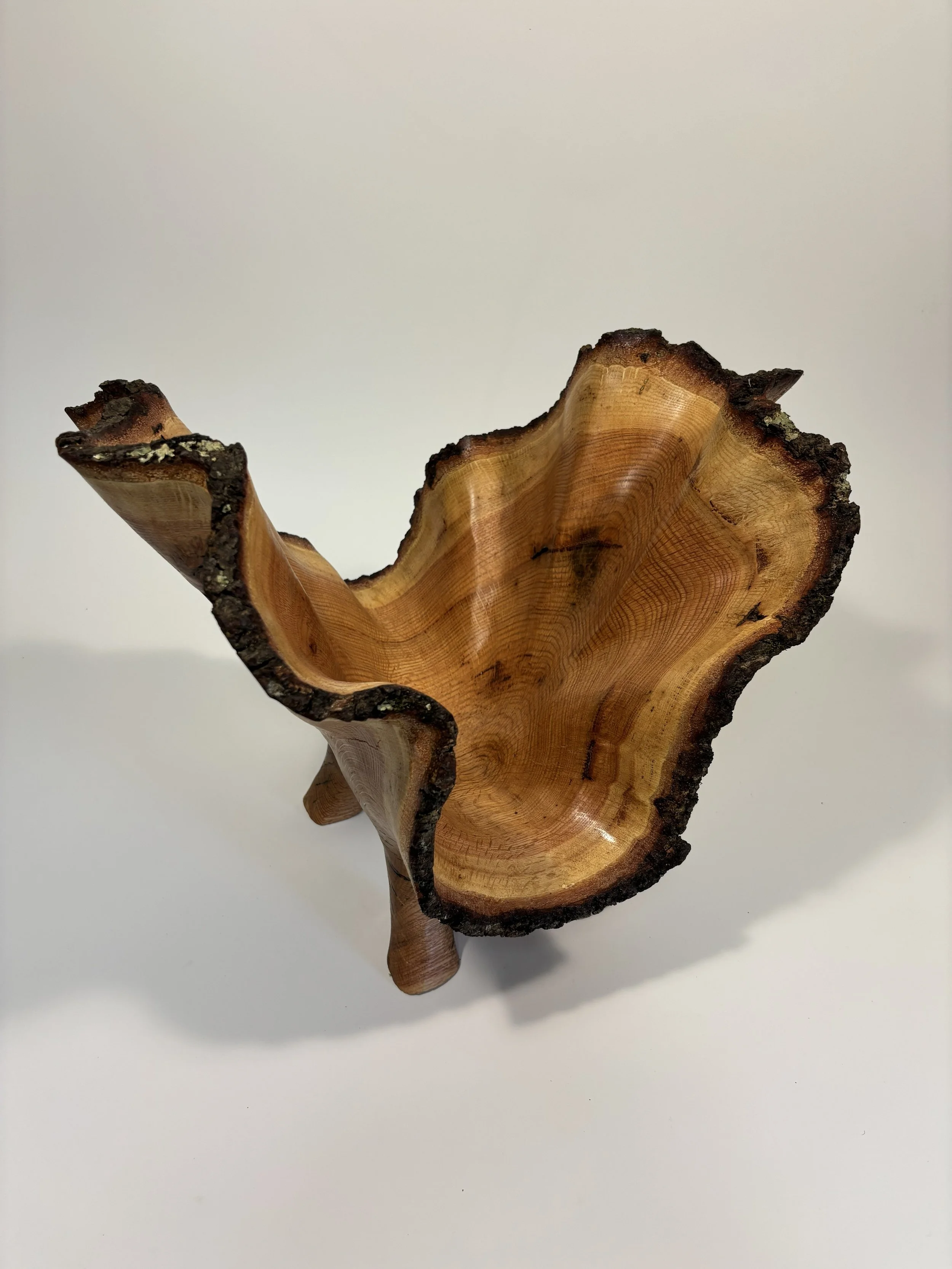 Southern Red Oak