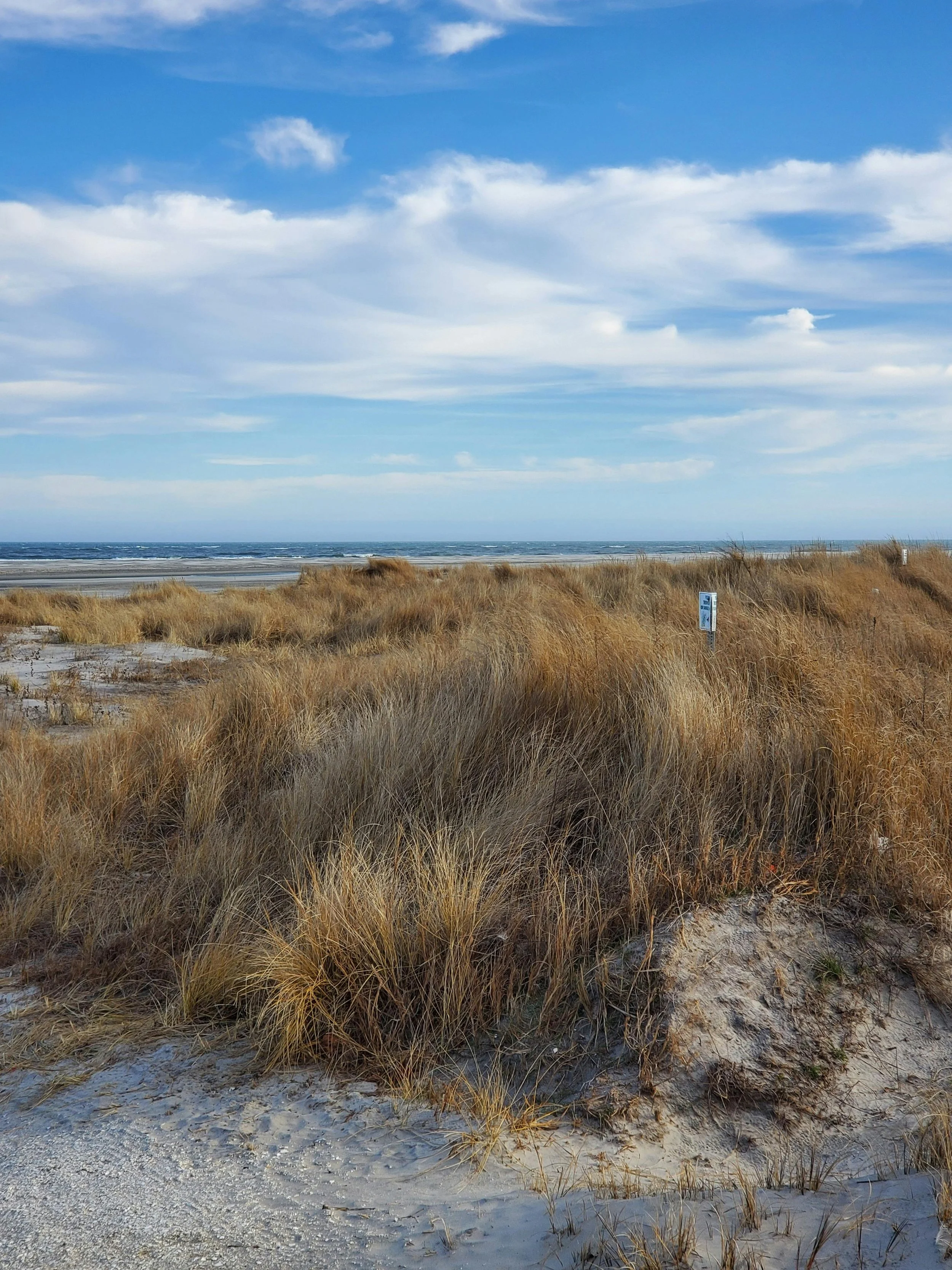 Beach scene with sandy shore, tall grasses, and a partly cloudy sky over the ocean.
