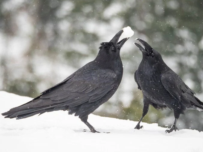 Two black crows on snow, one crow offering a piece of bread to the other.
