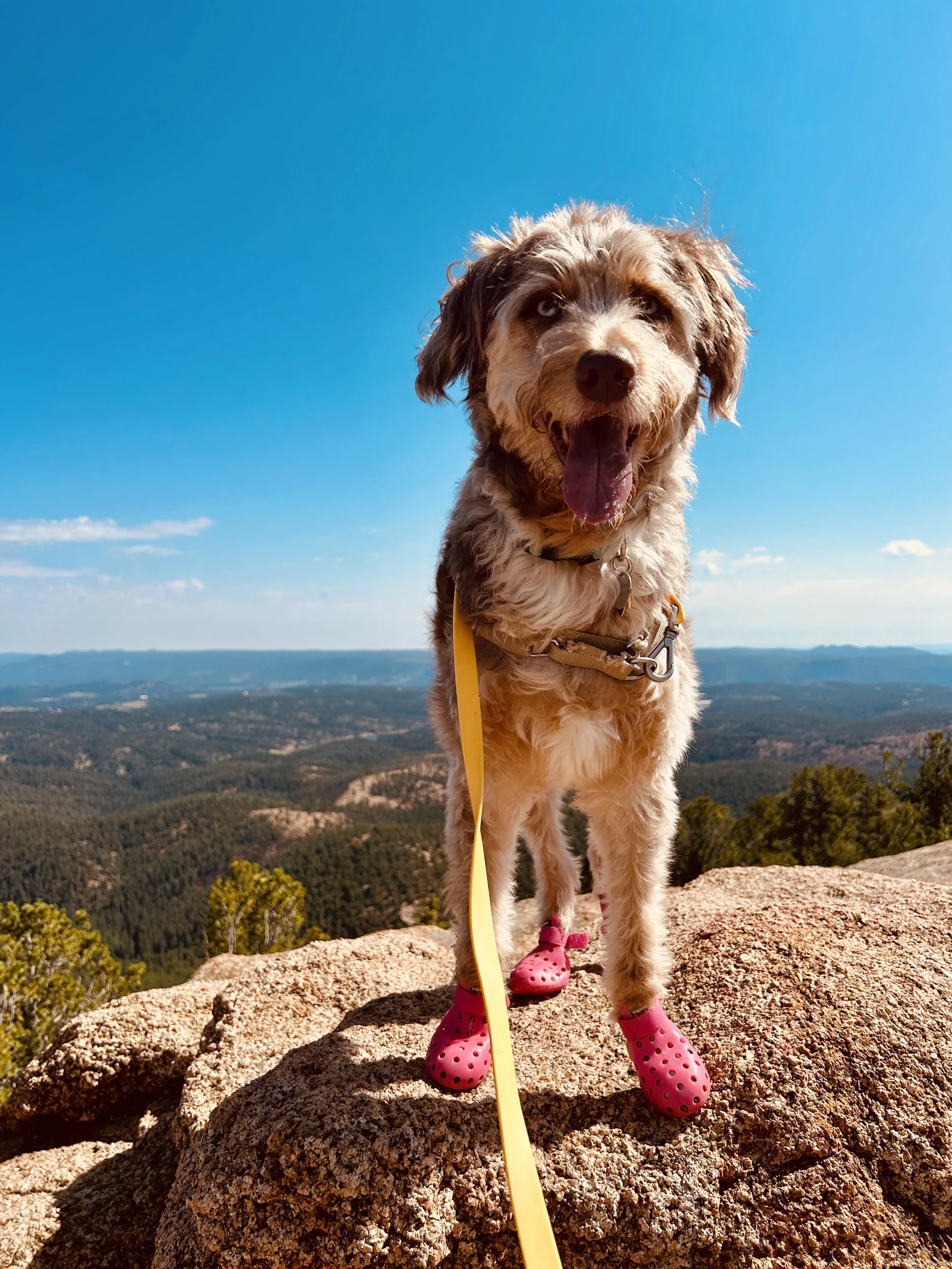 Happy dog wearing pink crocs on a rock with a scenic view of mountains and blue sky in the background.