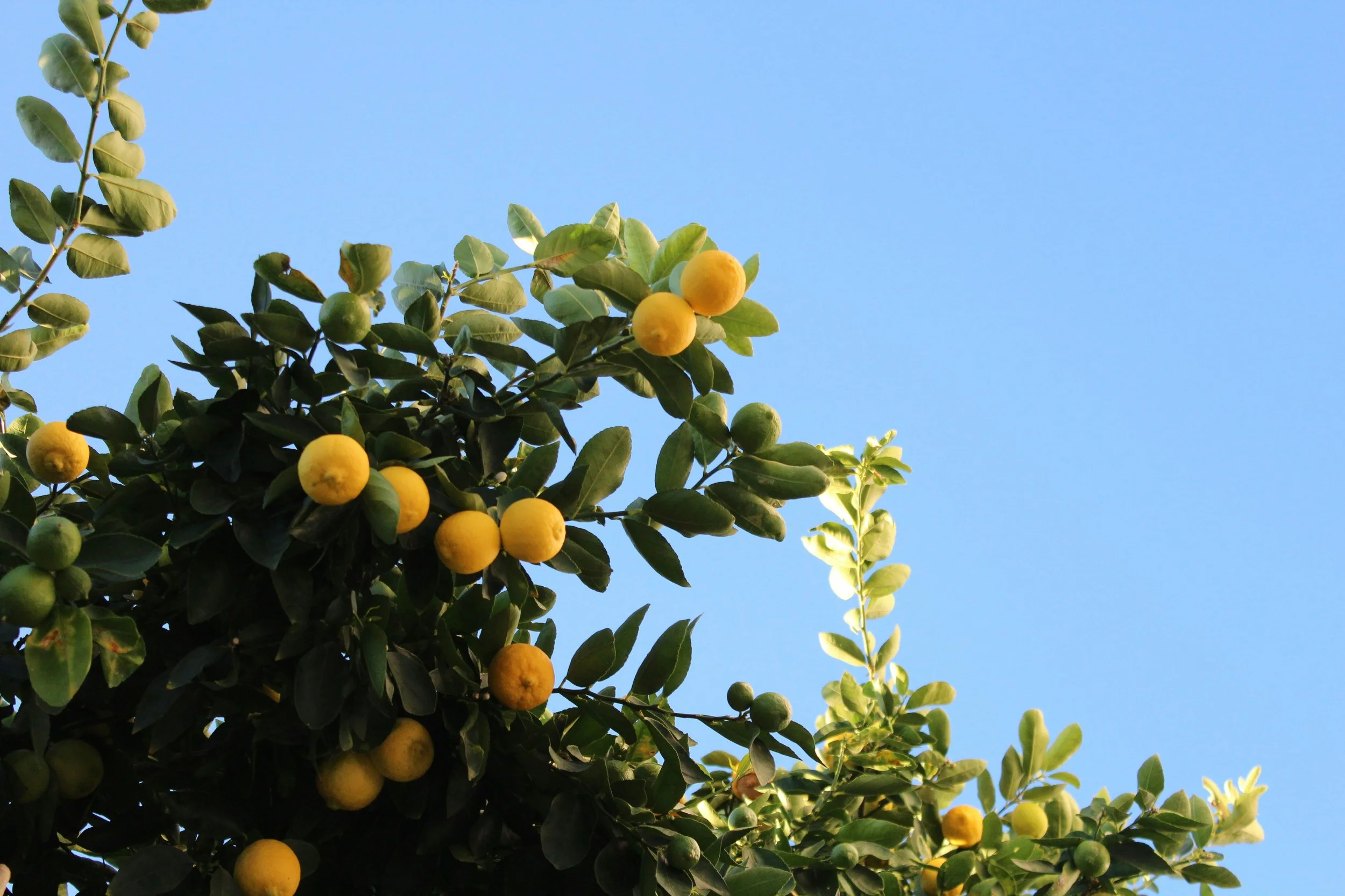 Lemon tree branches with yellow and green lemons against a blue sky.
