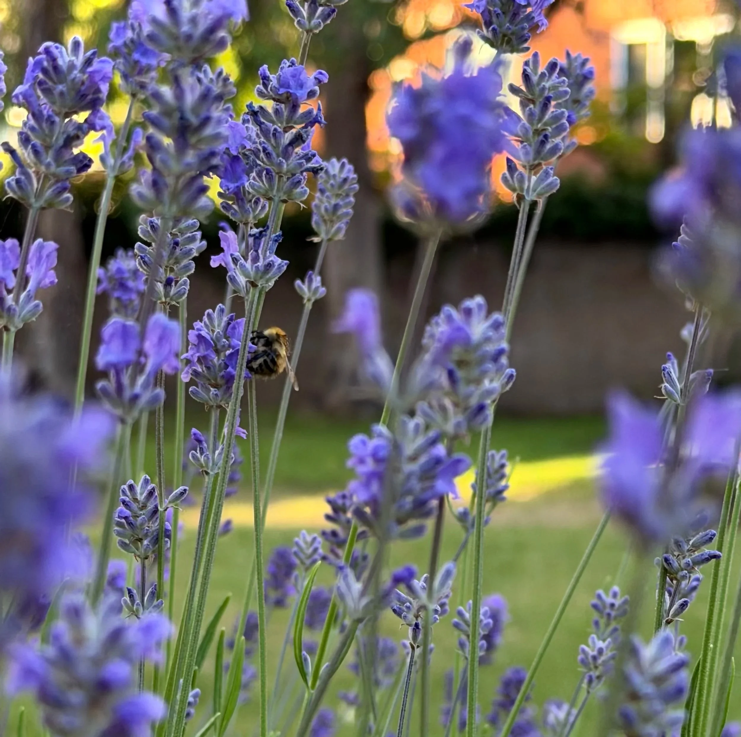 Close-up of purple lavender flowers with a bee collecting nectar among the blossoms, with blurred greenery and warm sunset light in the background.