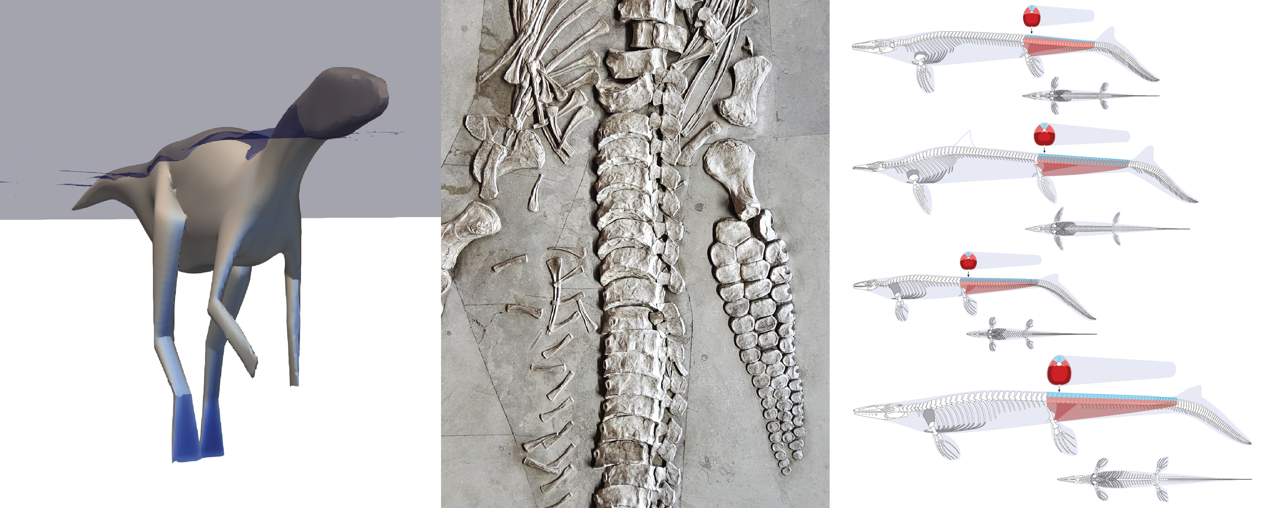 Composite image showing three sections: a simple 3D model of a surface swimming two-legged dinosaur, fossilized ichthyosaur vertebrae and limb, and diagrams of mosasaur skeletons with red and blue shading indicating muscle layers of the tail