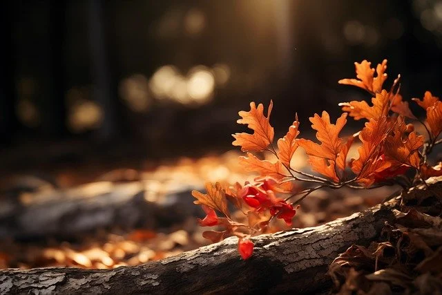 Fall Foliage