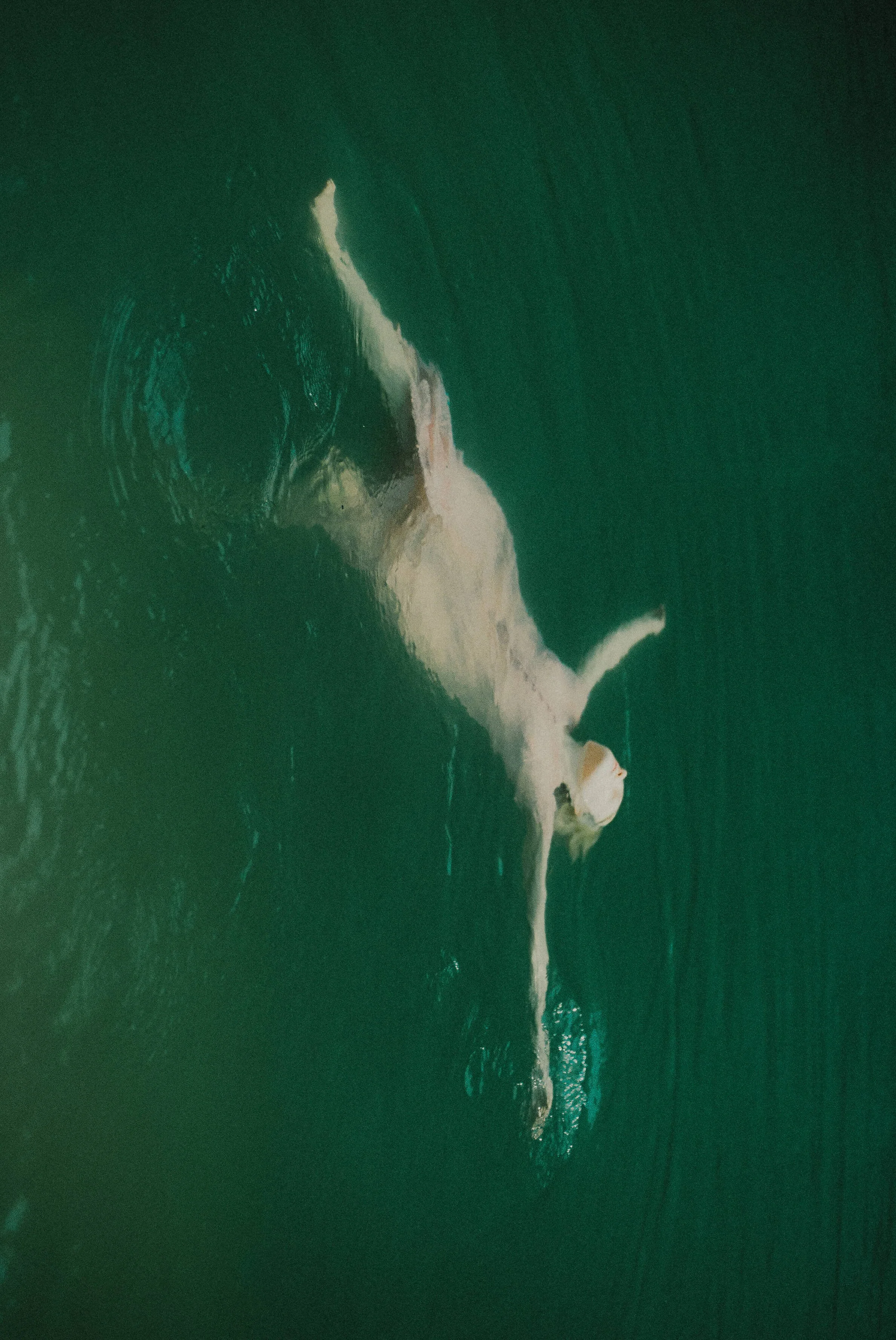 dreamy-moody-photography-summer-schantz.jpg