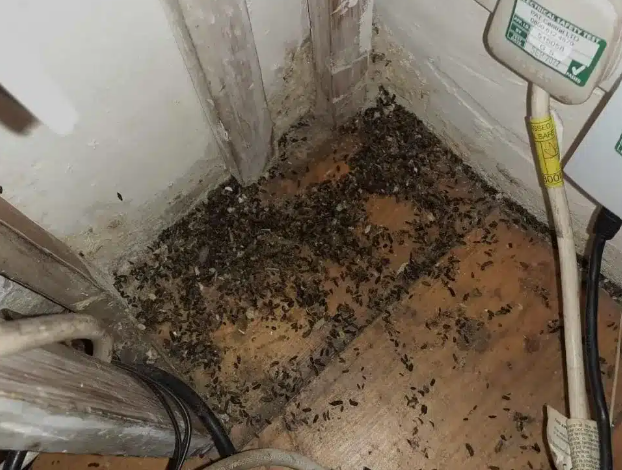 Rodent and Pet waste cleanup