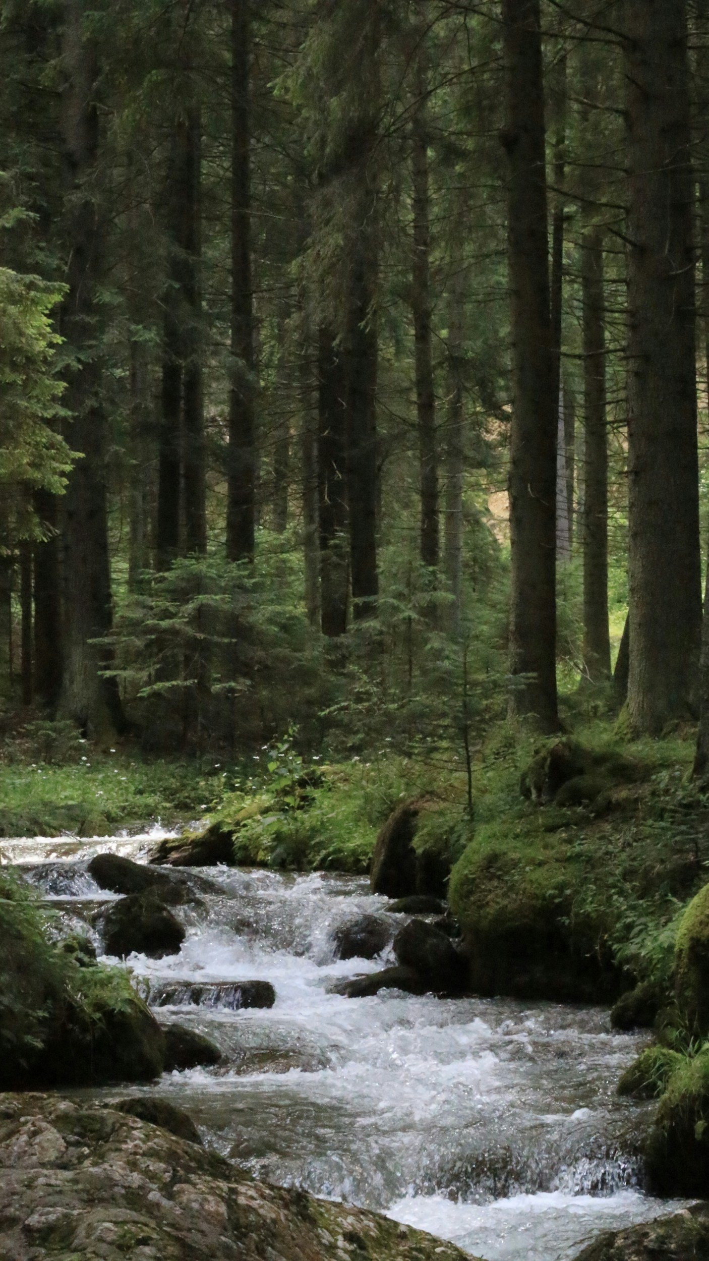 A forest scene with tall trees, sunlight filtering through, and a stream with small rapids flowing downhill