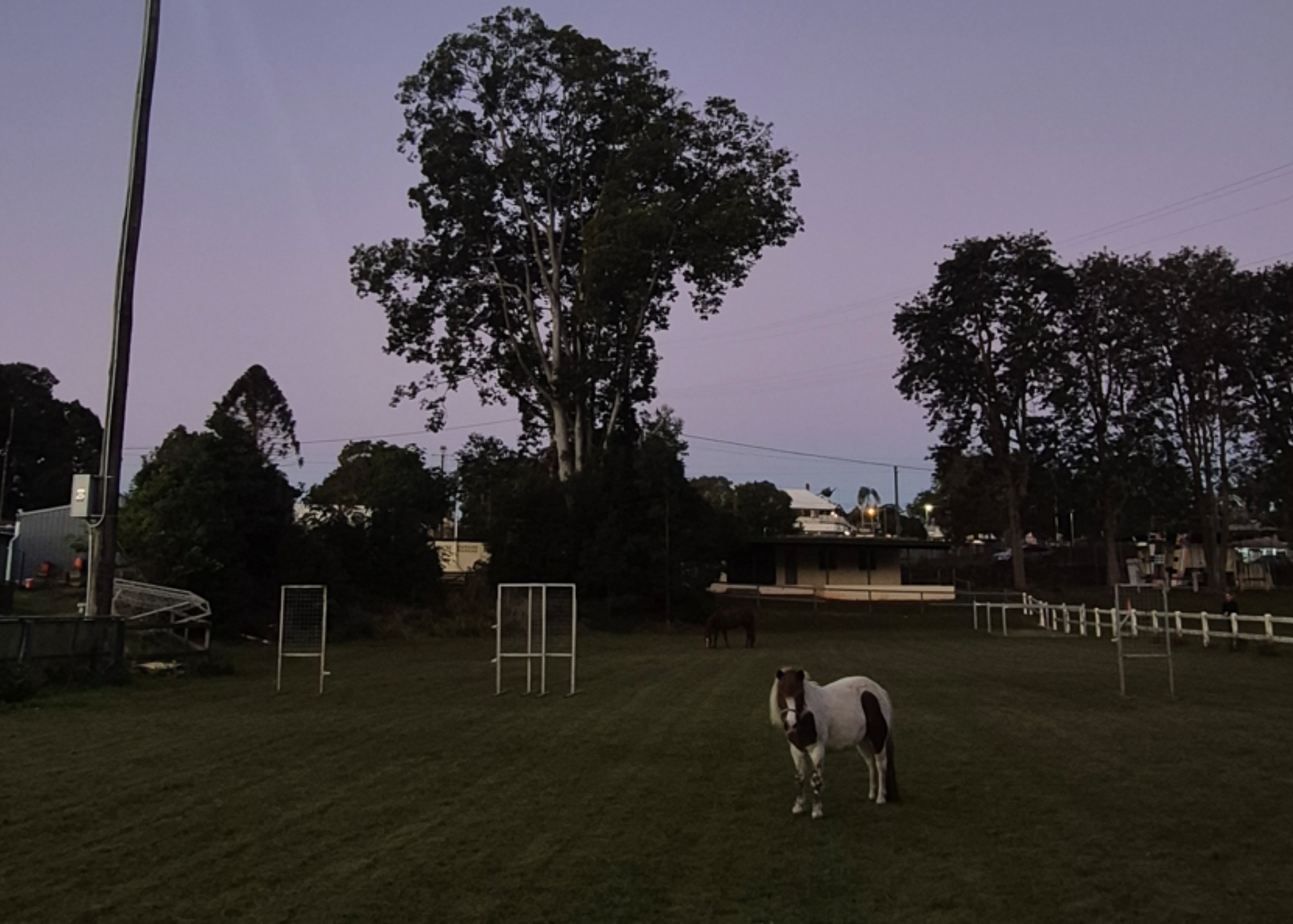 Moonlight grazer