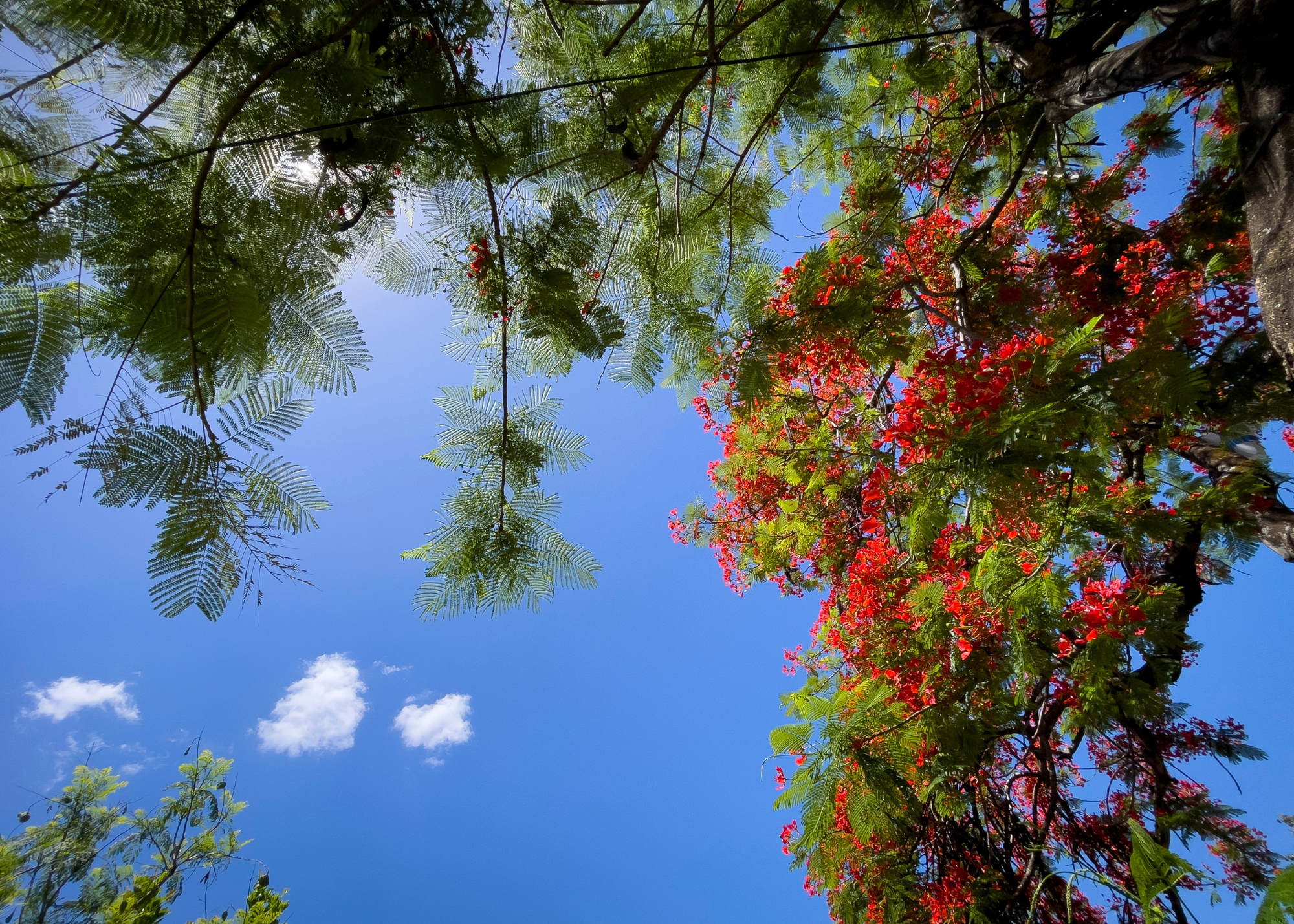 Clouds and Flowering tree