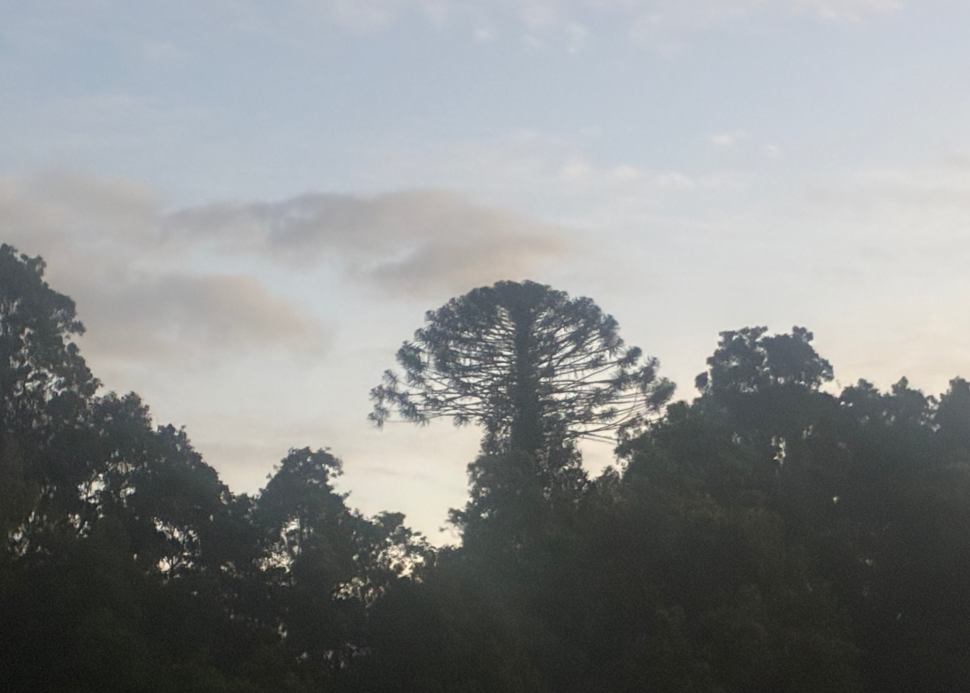 Bunya Pine