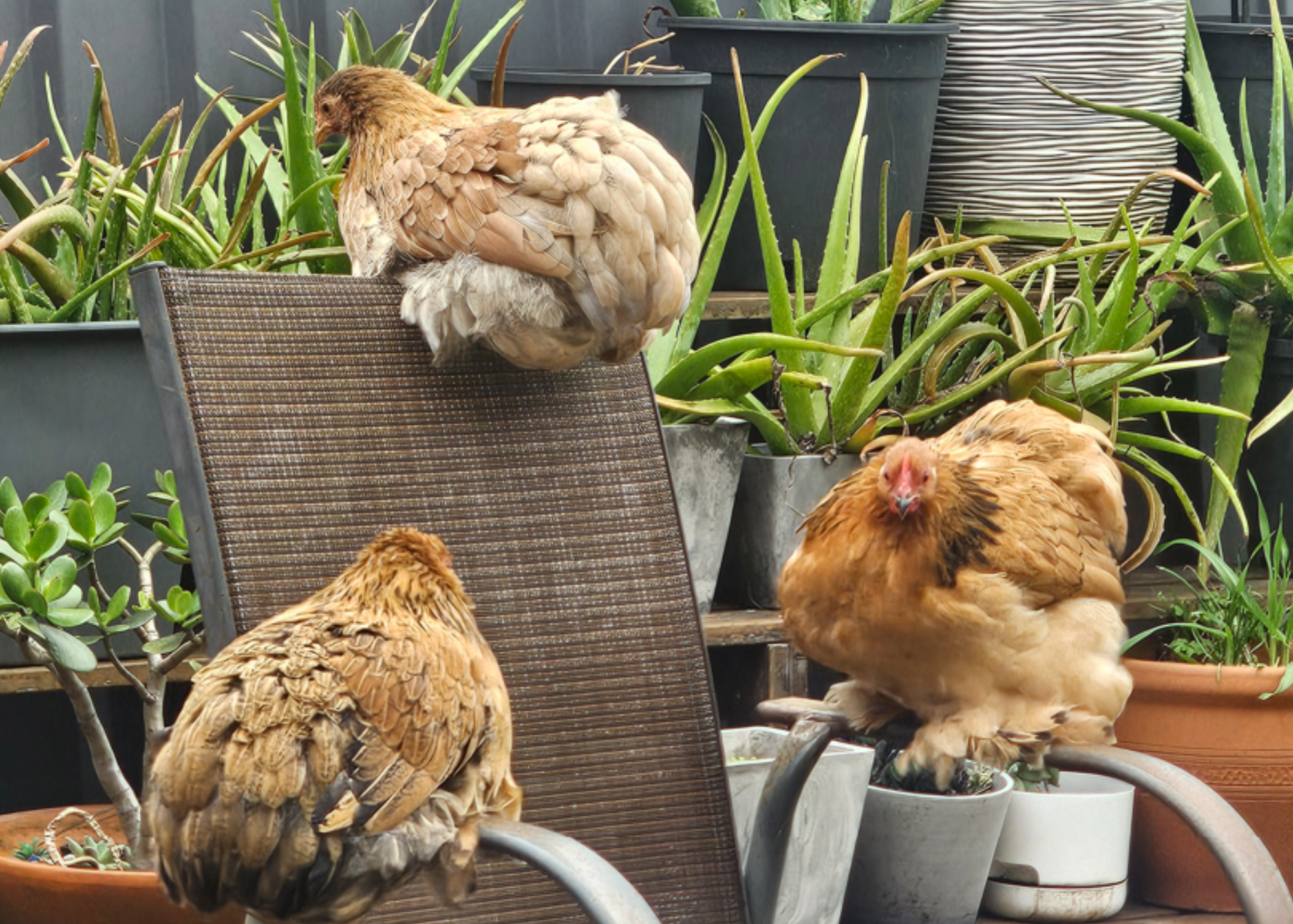 3 Chickens and a Chair