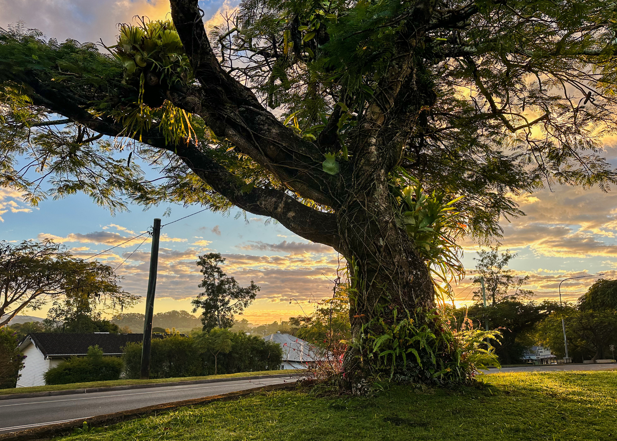 Guardians of Woombye