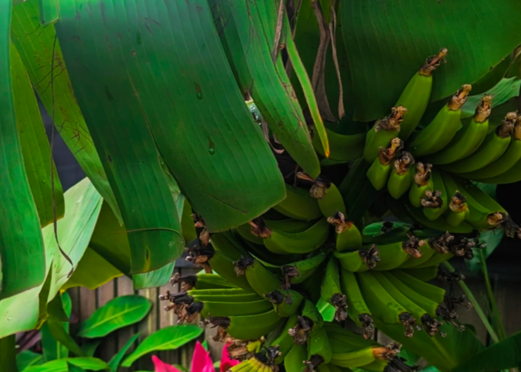 Banana Kingdom