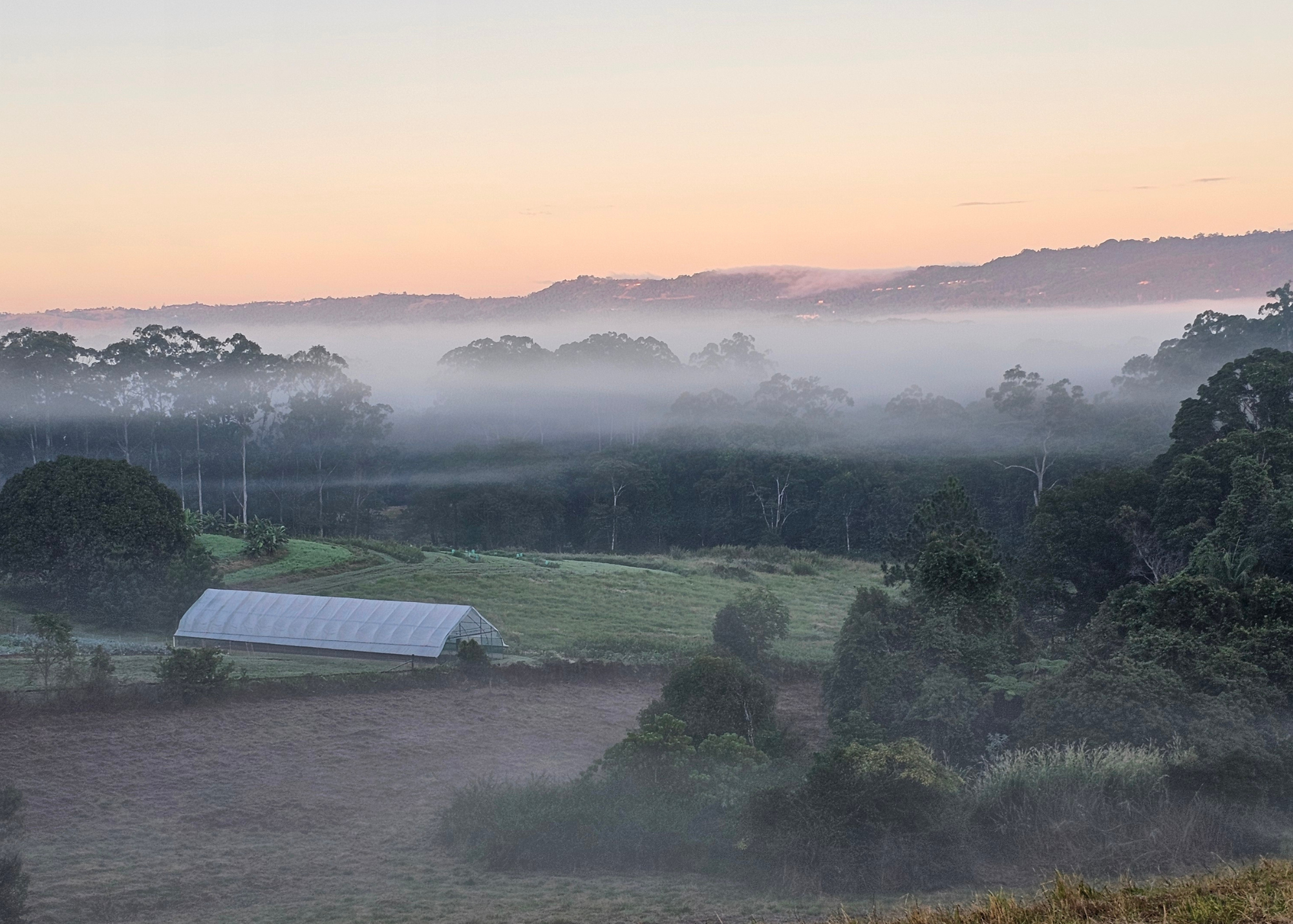 Misty Morning Walks Along Taintons Road