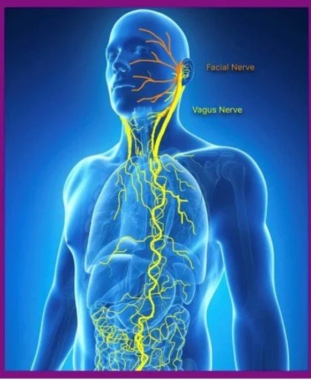 Diagram of a human upper body showing facial nerve and vagus nerve pathways in yellow. The Vagus nerve is one of the ways sound travels through the body.