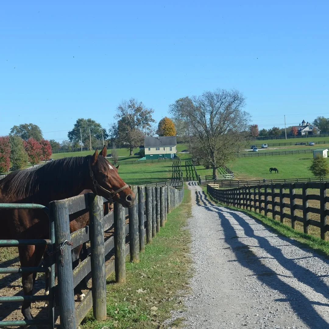 Race Horse Retirement Farm