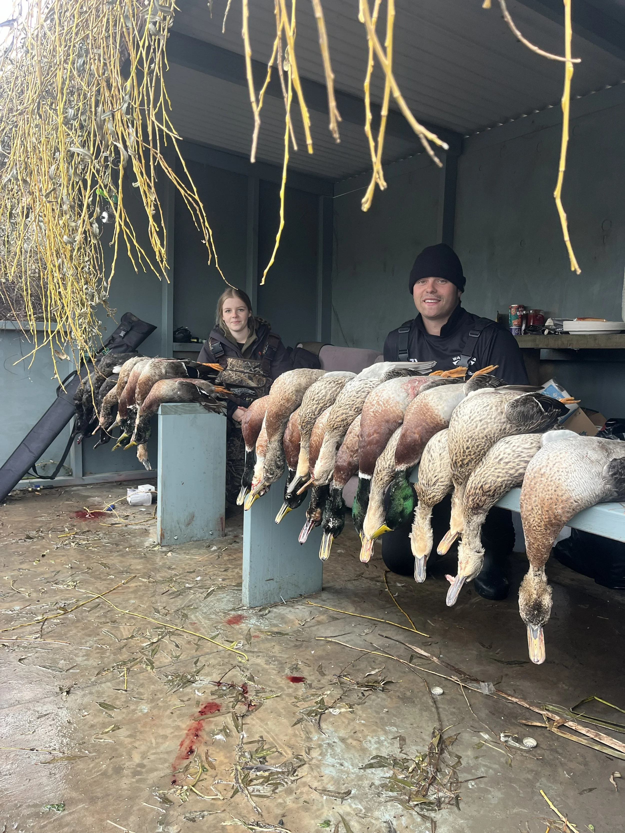 Two people sitting behind a table displaying a large number of freshly hunted ducks, with the ducks hung upside down, inside a shelter with natural light.