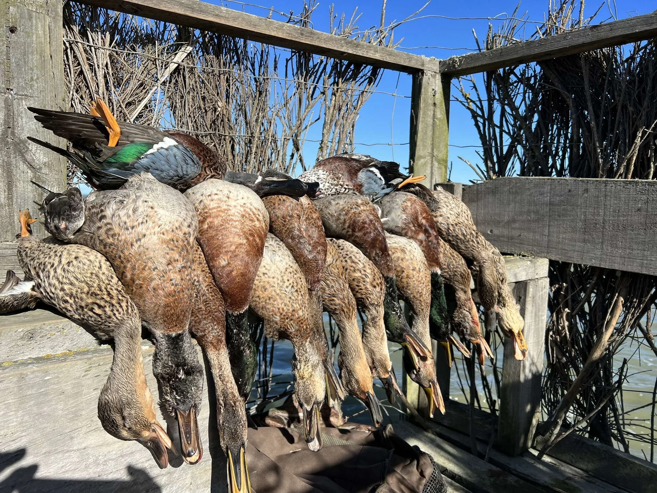 A line of dead ducks hanging on a wooden railing outdoors with blue sky and dry bushes in the background.