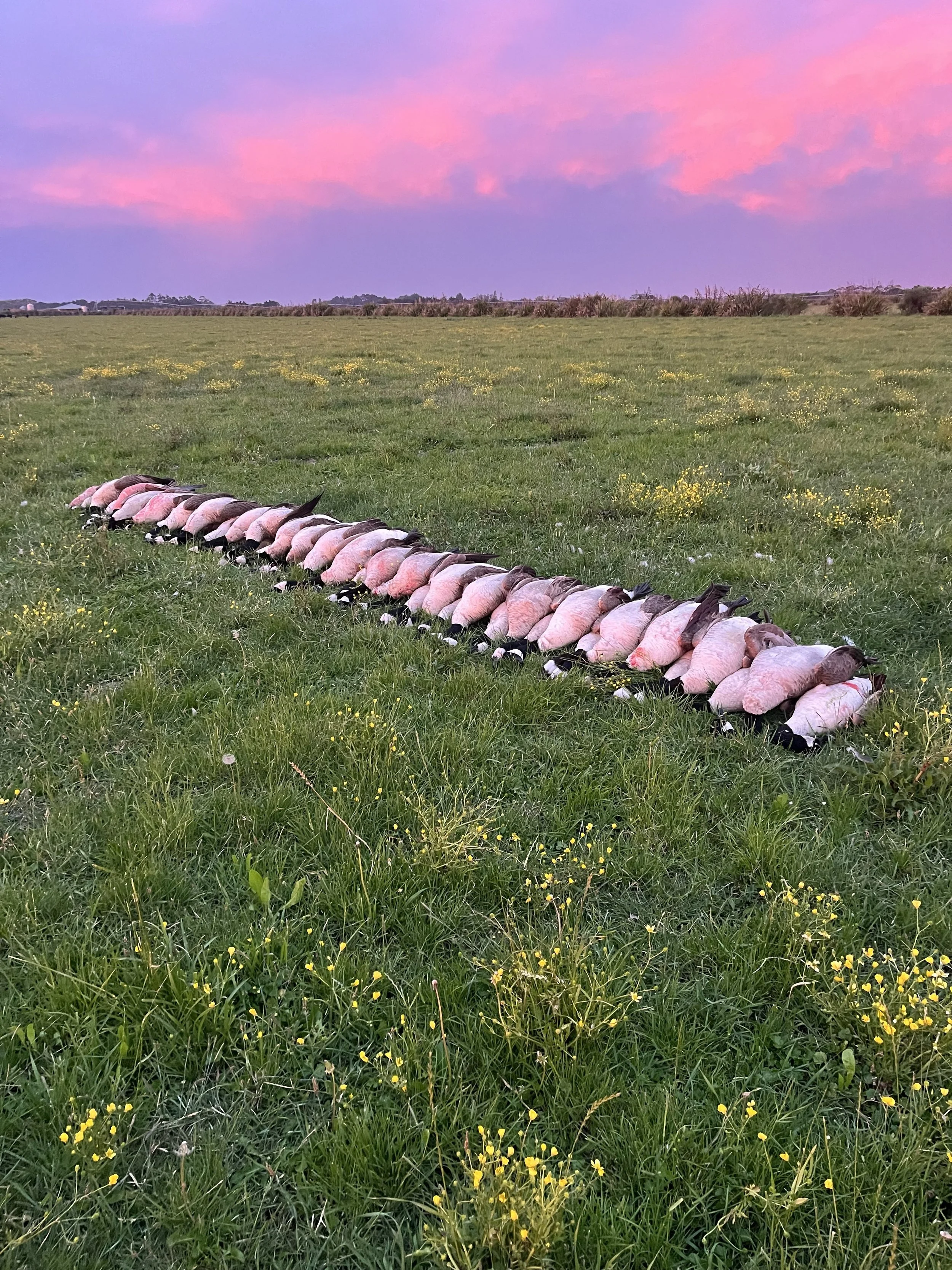 A line of dead birds lying on a grassy field at sunset with pink and purple clouds.
