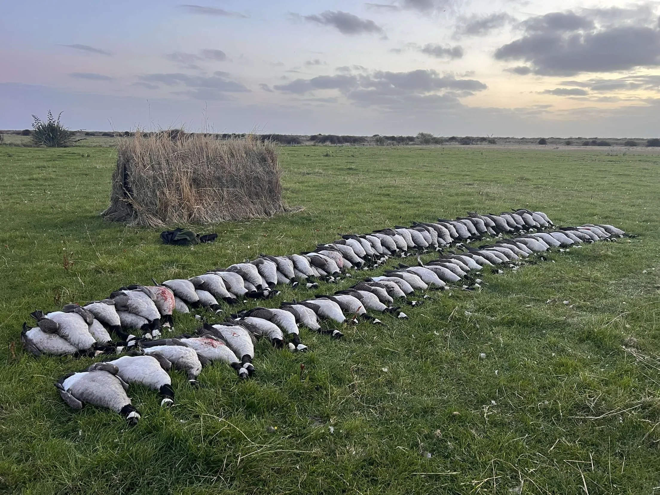 A large group of dead geese laid out on a grassy field, with a hay bale in the background and a cloudy sky overhead.