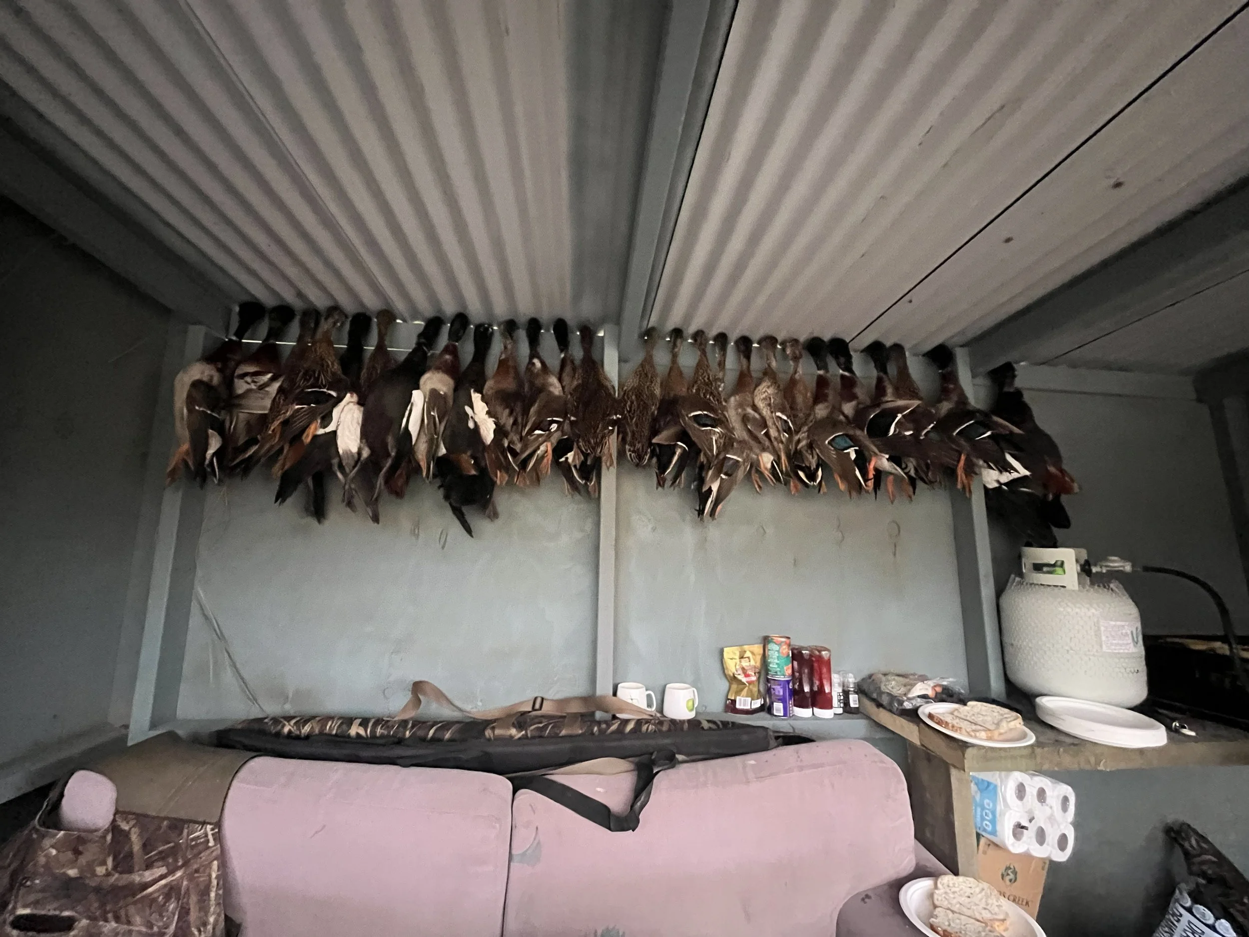 A row of dead ducks hanging upside down from a metal rod in a garage or storage area. There is a pink couch below the hanging ducks, and a counter with various snacks, paper towels, and a propane tank.