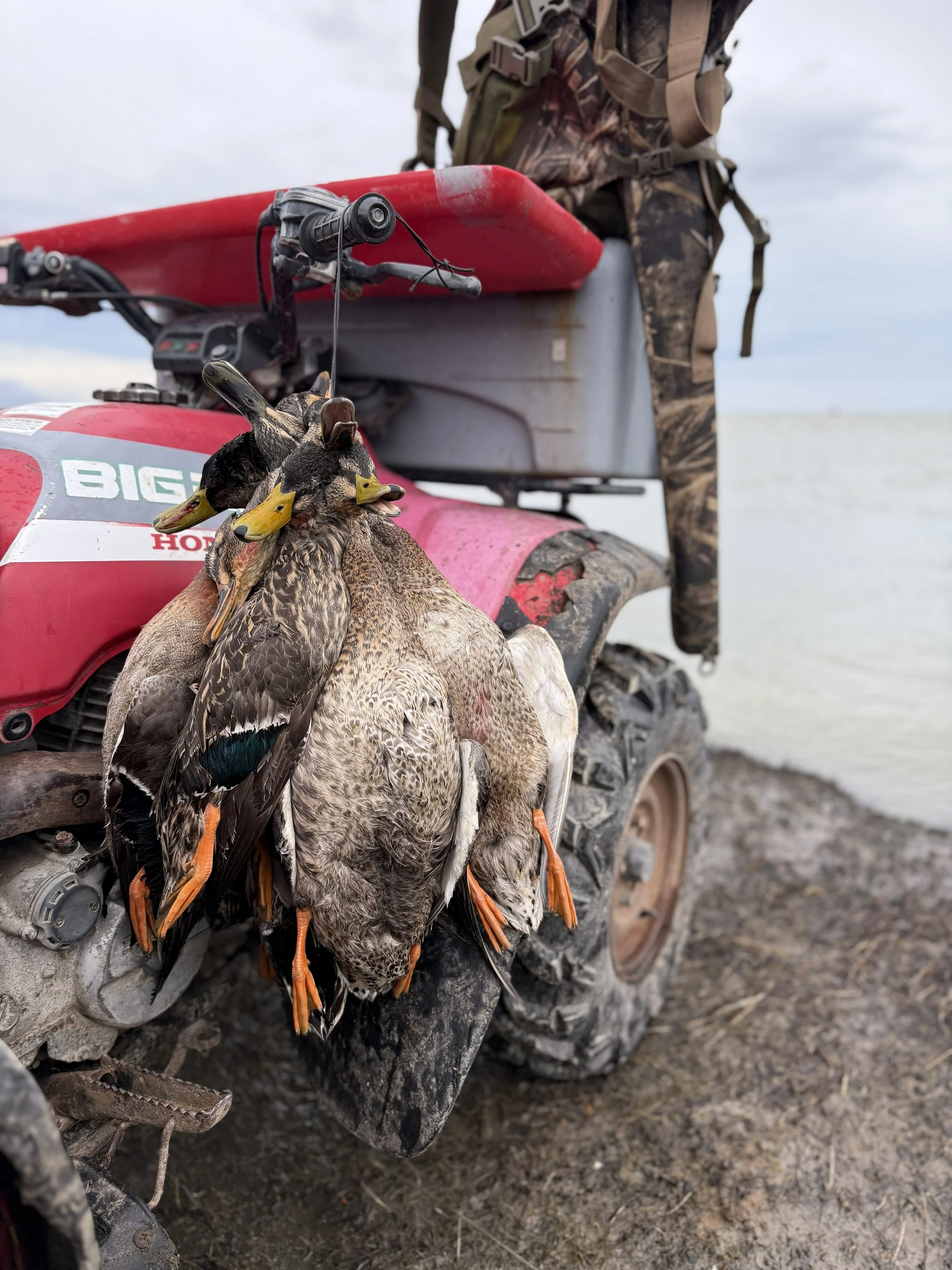 A red Honda quad bike on muddy ground near a body of water, with several dead ducks hanging from its side.