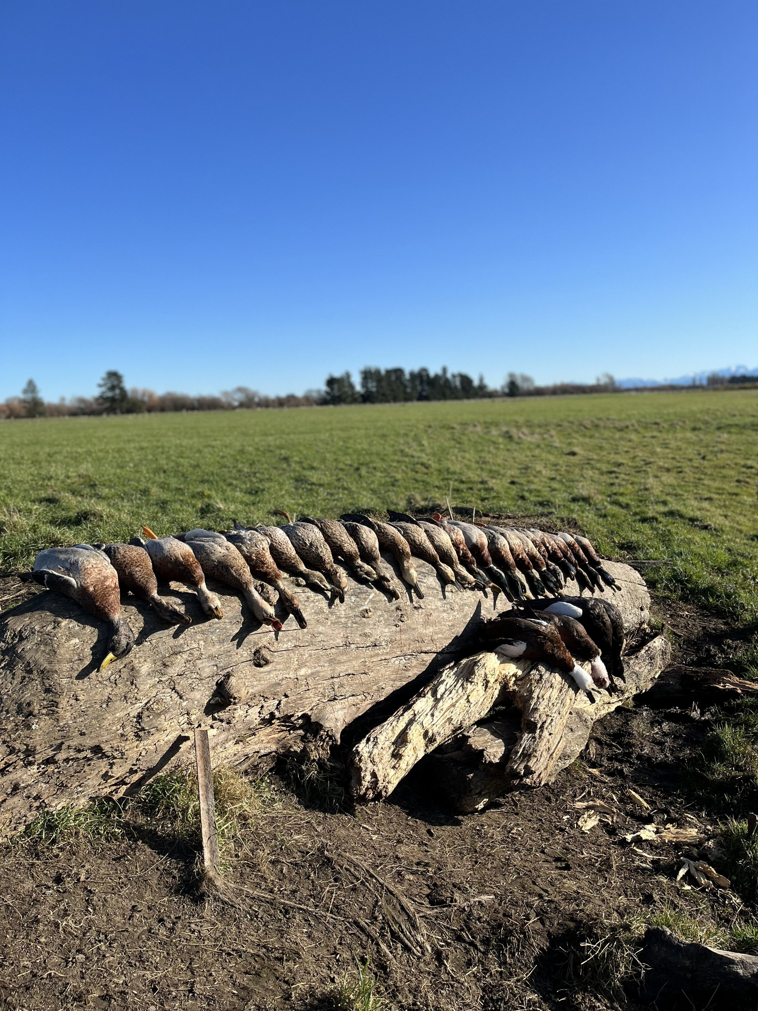 Row of dead ducks laid out on a large log in an open field with a clear blue sky.