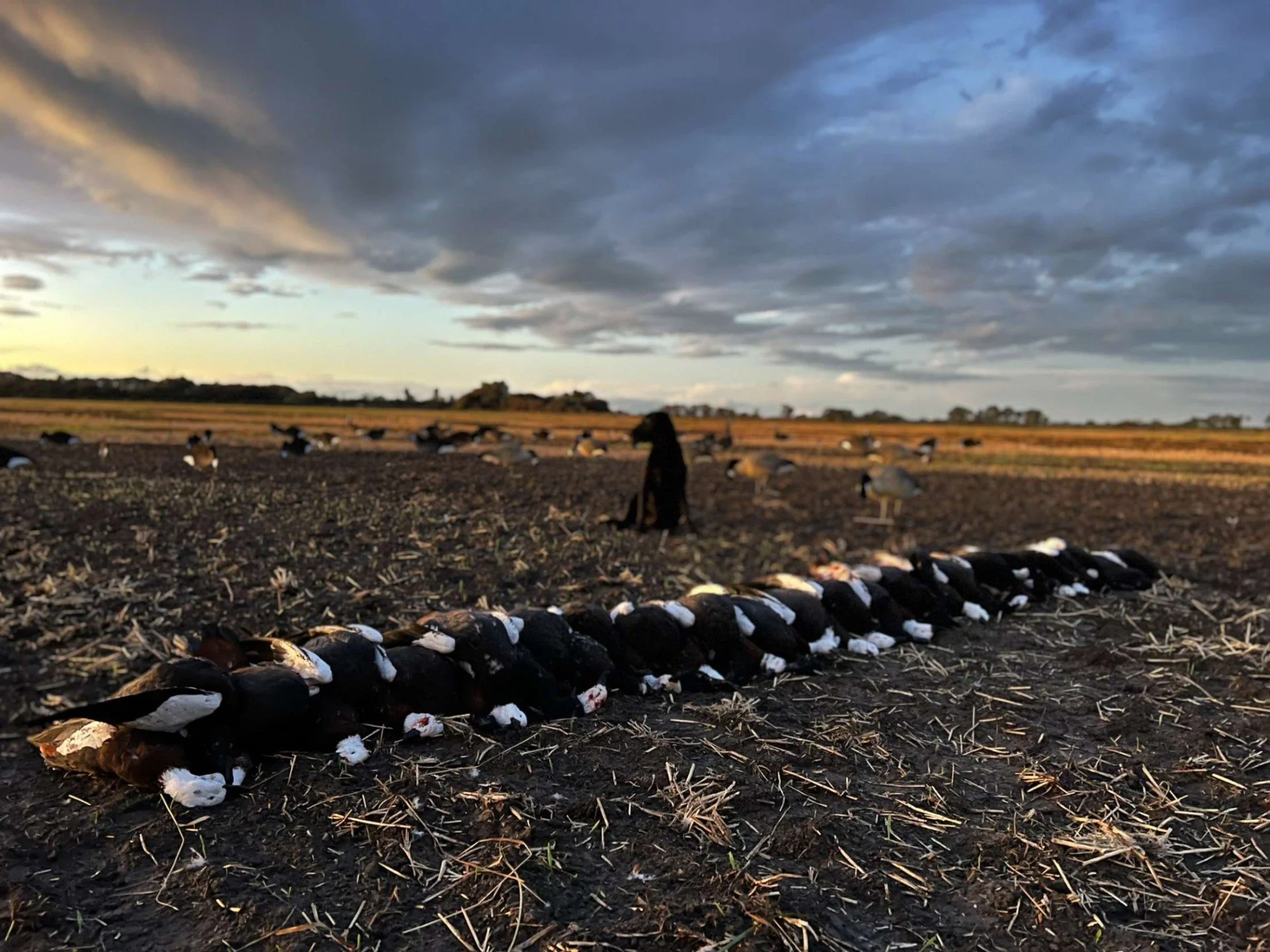 A line of deceased ducks lying on the ground in a farm field during sunset, with a dog and more ducks in the background under a cloudy sky.