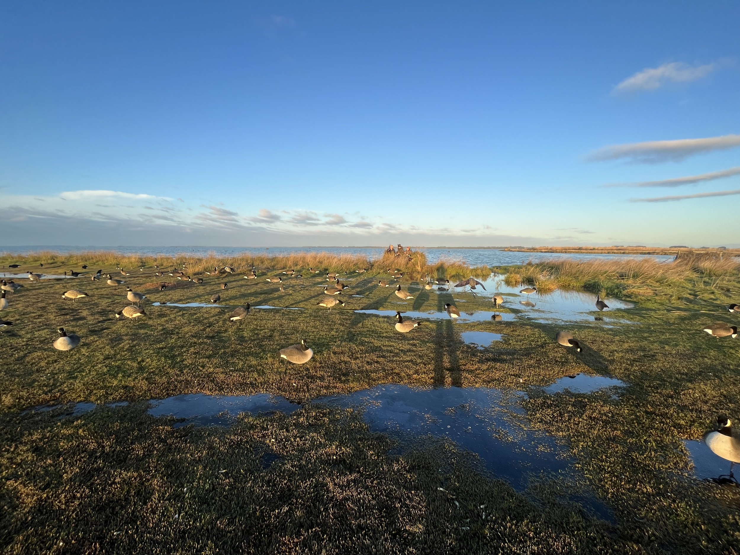 Seagulls resting on a grassy wetland near a body of water under a blue sky with scattered clouds, during sunset.
