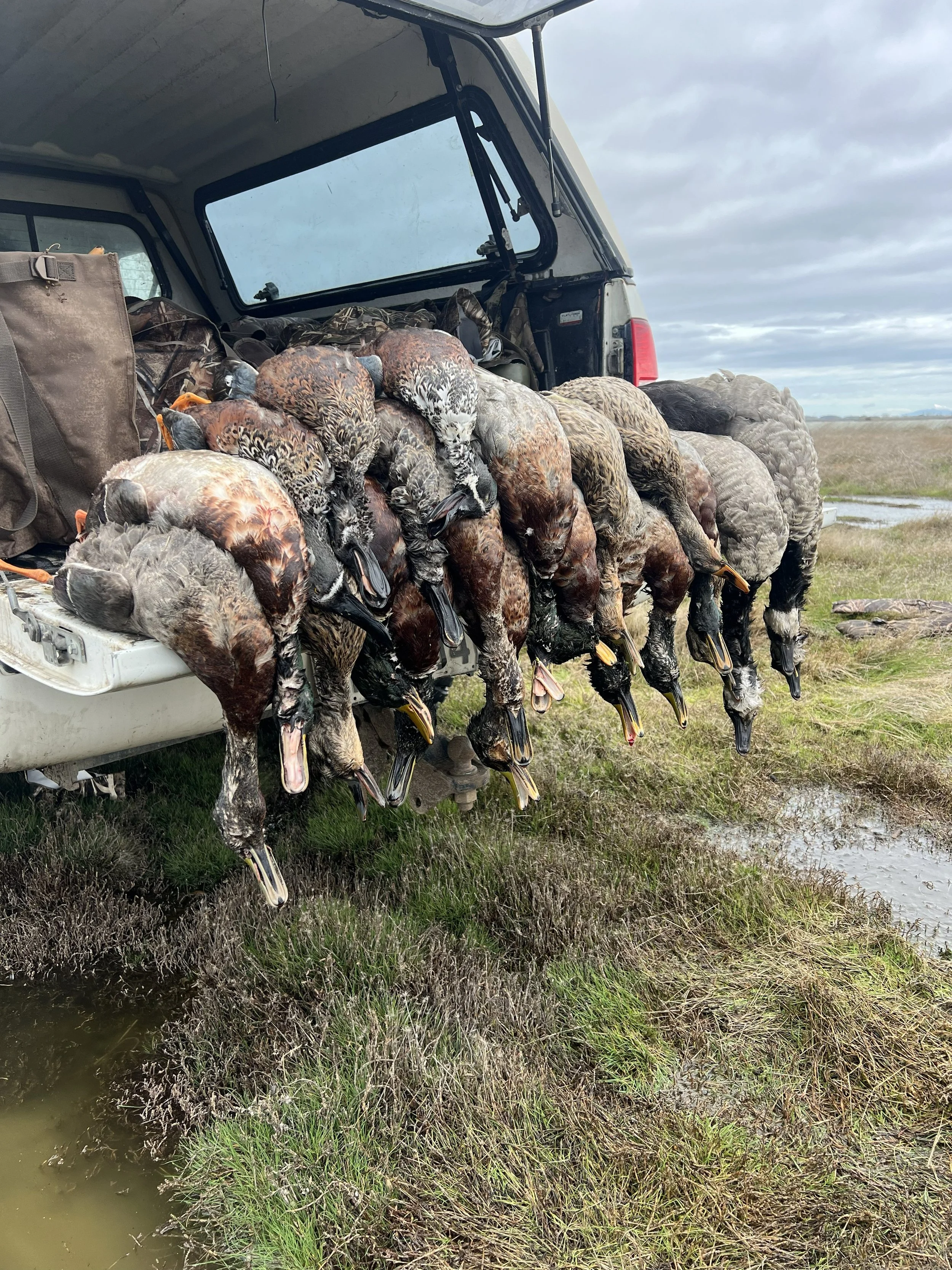 A truck bed filled with numerous dead ducks hanging over the edge, outdoors in a grassy wetland area under a cloudy sky.