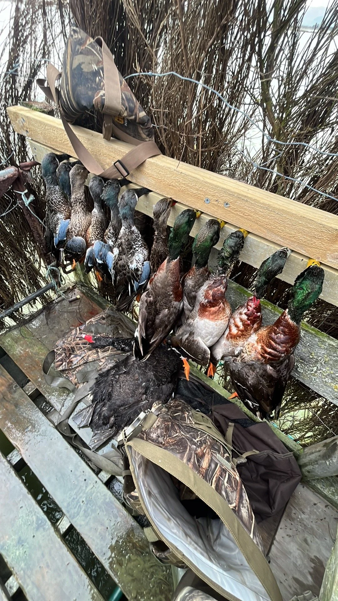 A collection of hunted ducks hanging on a wooden railing near tall grass, with camouflage bags and hunting gear on a wet wooden surface.