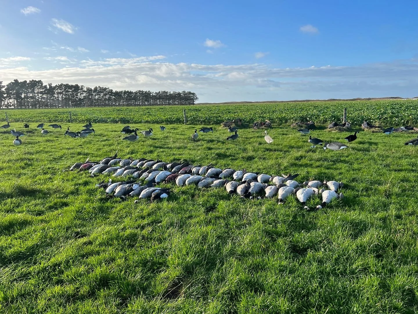 A green field with a cluster of dead birds in the foreground, and living ducks and geese scattered across the field with farm equipment, trees, and a blue sky with clouds in the background.