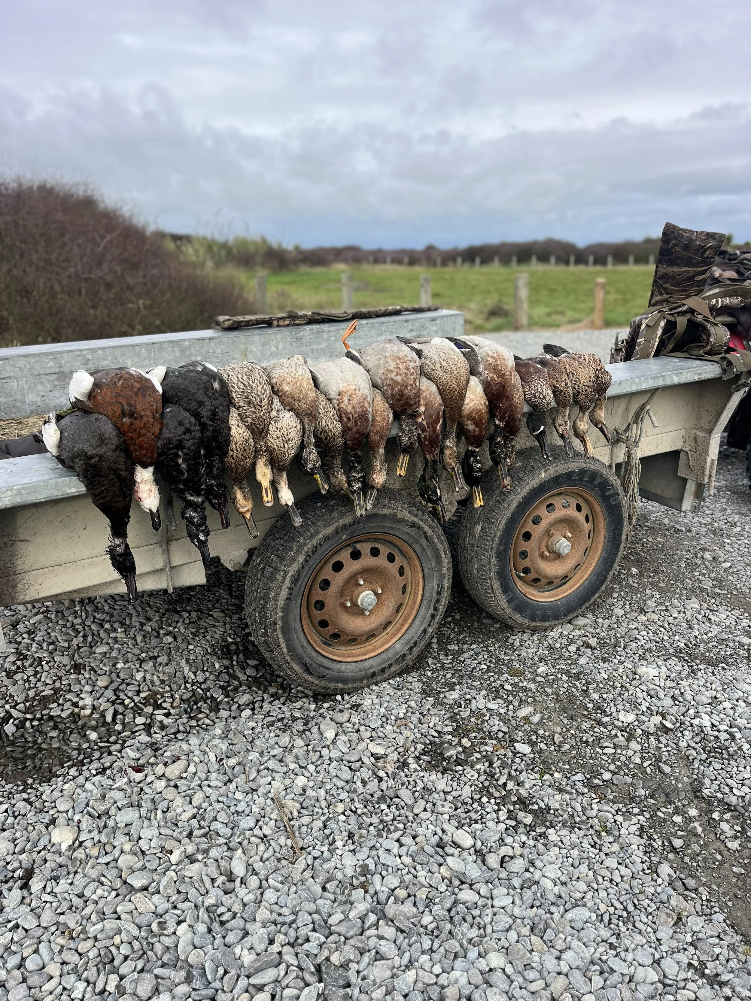 A trailer with multiple dead game birds, including ducks and possibly pheasants, hanging upside down by their feet.