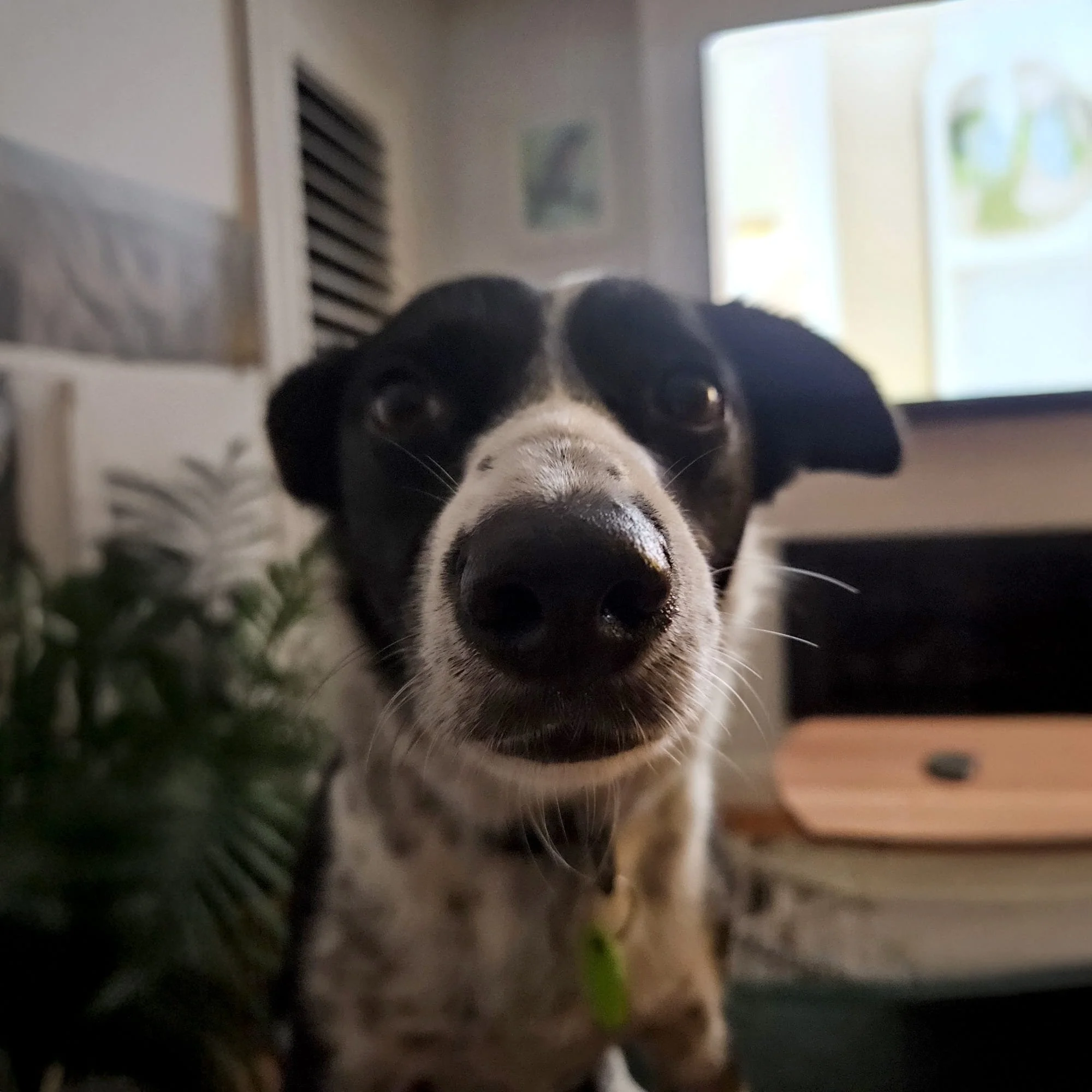 Harry the dog