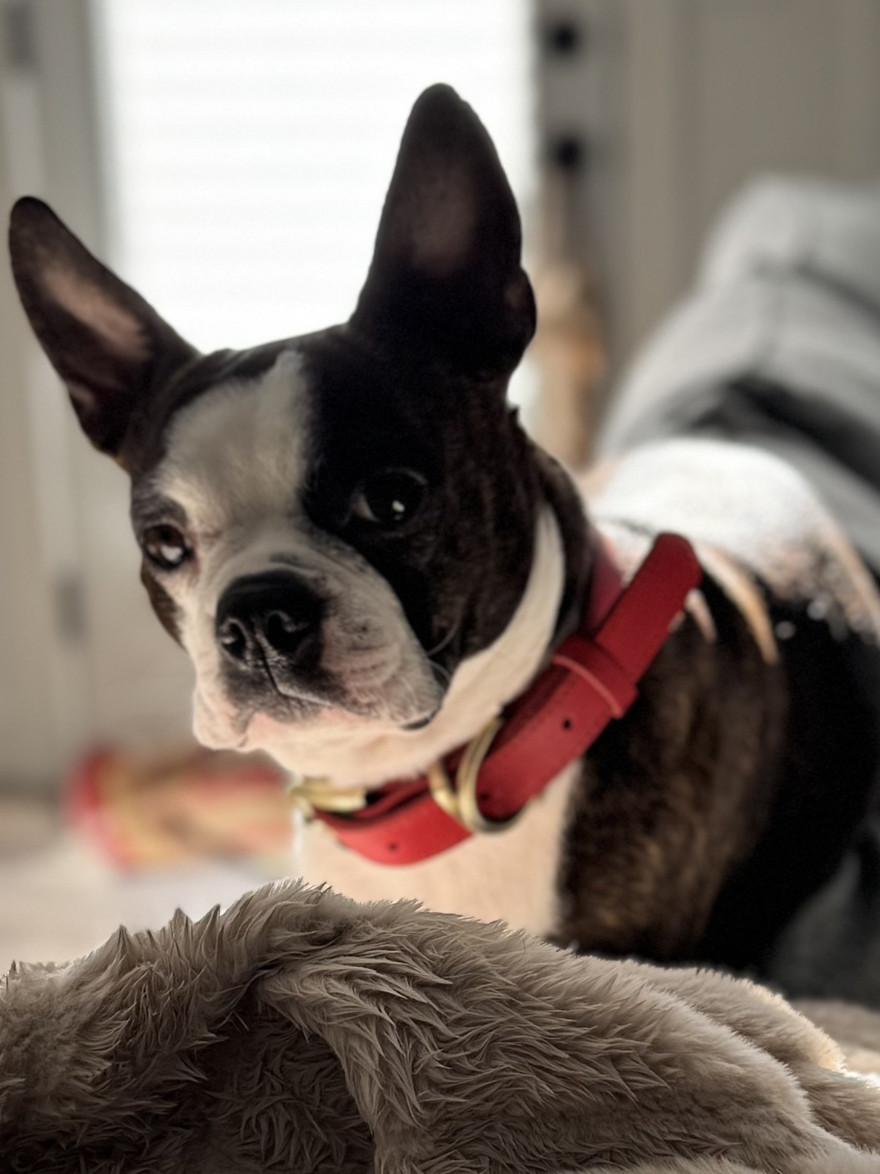 Close-up of a Boston Terrier dog wearing a red harness, looking over a fluffy beige dog.