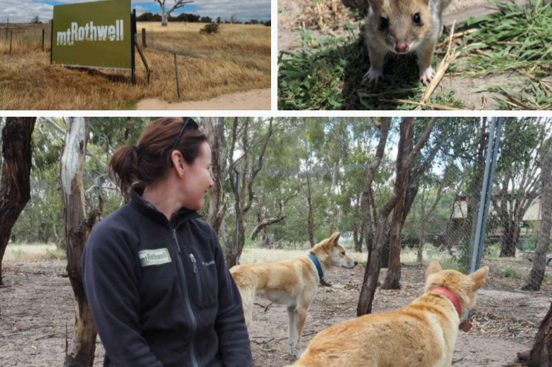 Welcome to Mt Rothwell, the frontline in the fight against extinction
