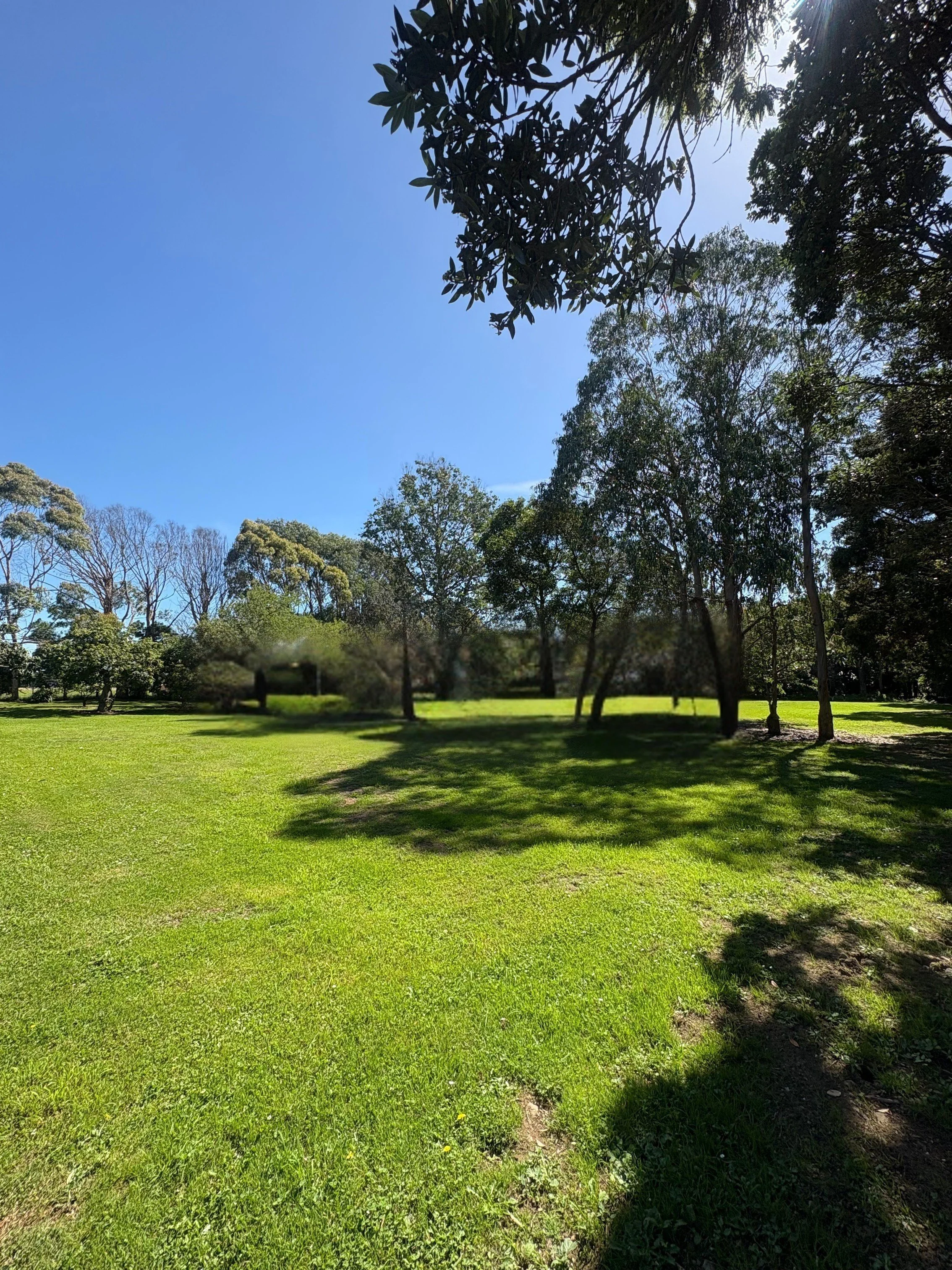 A sunny park scene with a grassy area, trees casting shadows, and a clear blue sky.