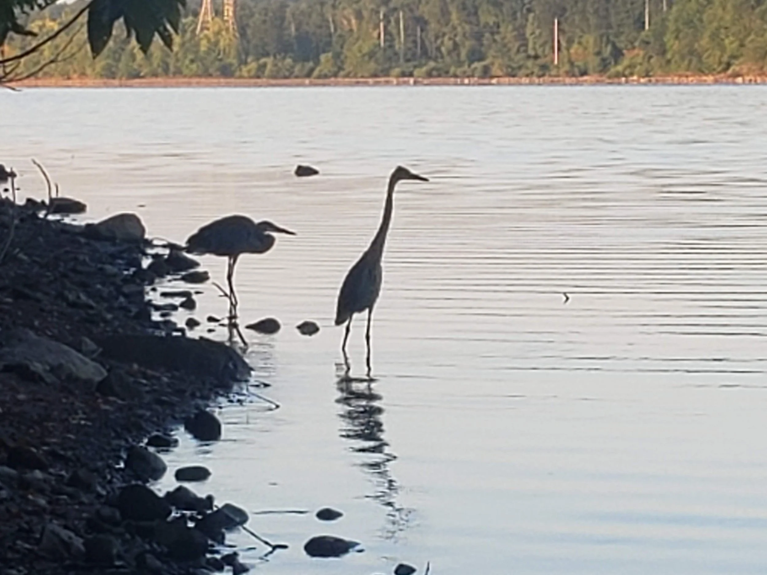 Herons on private lake, boutique small dog boarding, Hudson Valley NY