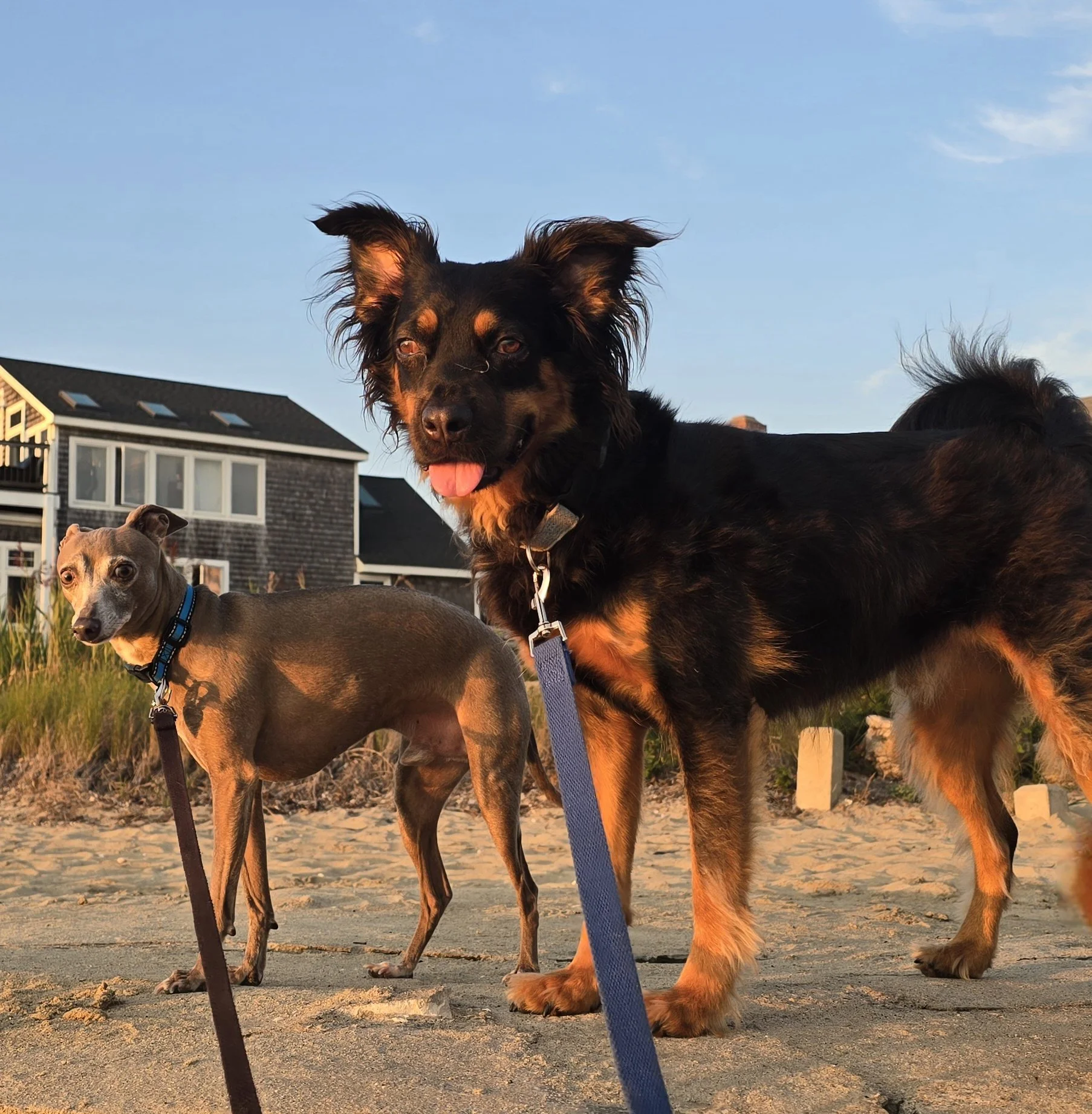 Avicii and Marty Feldman, resident dogs at The Little Dog Retreat — boutique small dog boarding, Hudson Valley NY