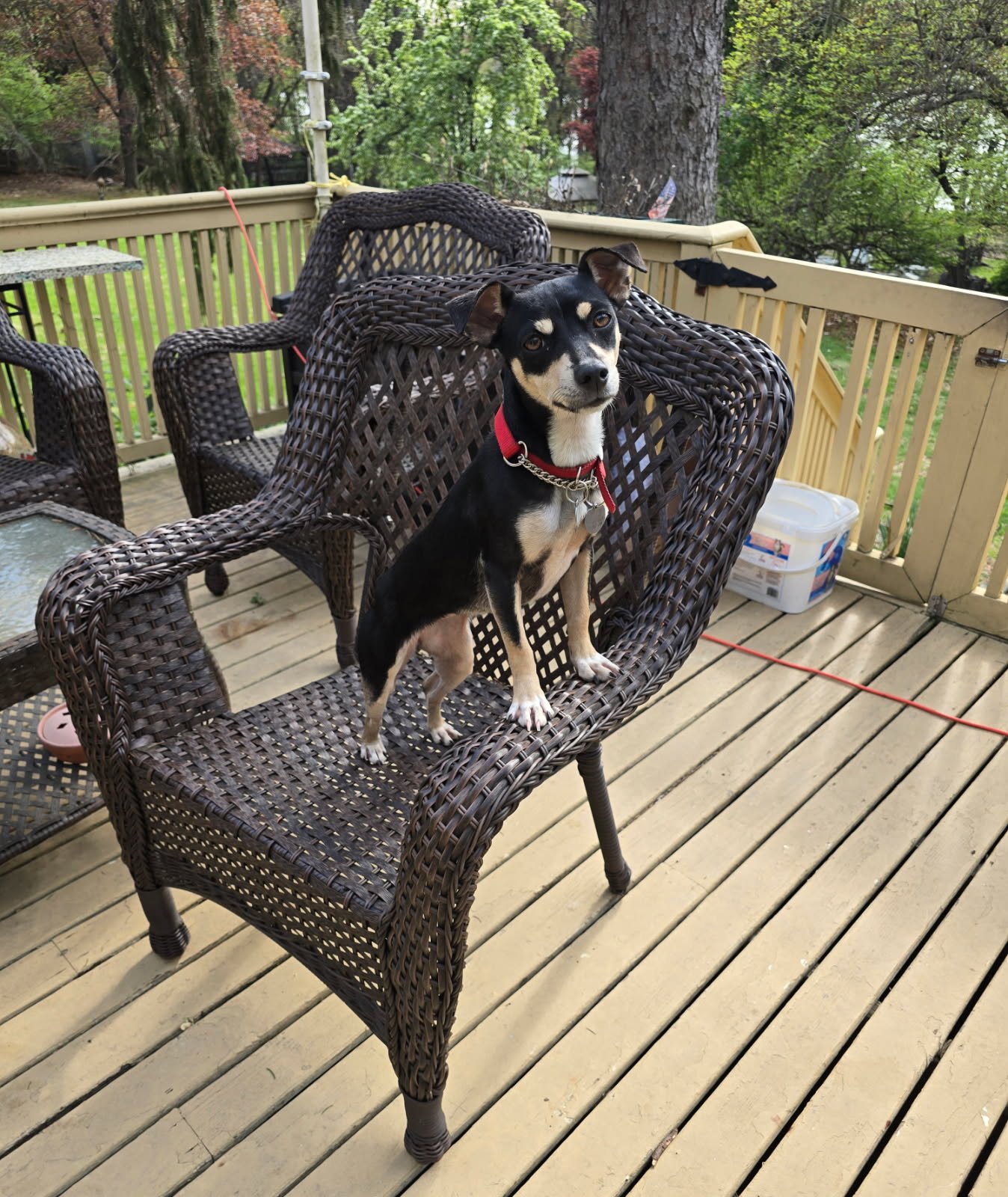 Jack Russel mix on wicker chair on wood deck, small dog boarding, 25 miles from the George Washington Bridge