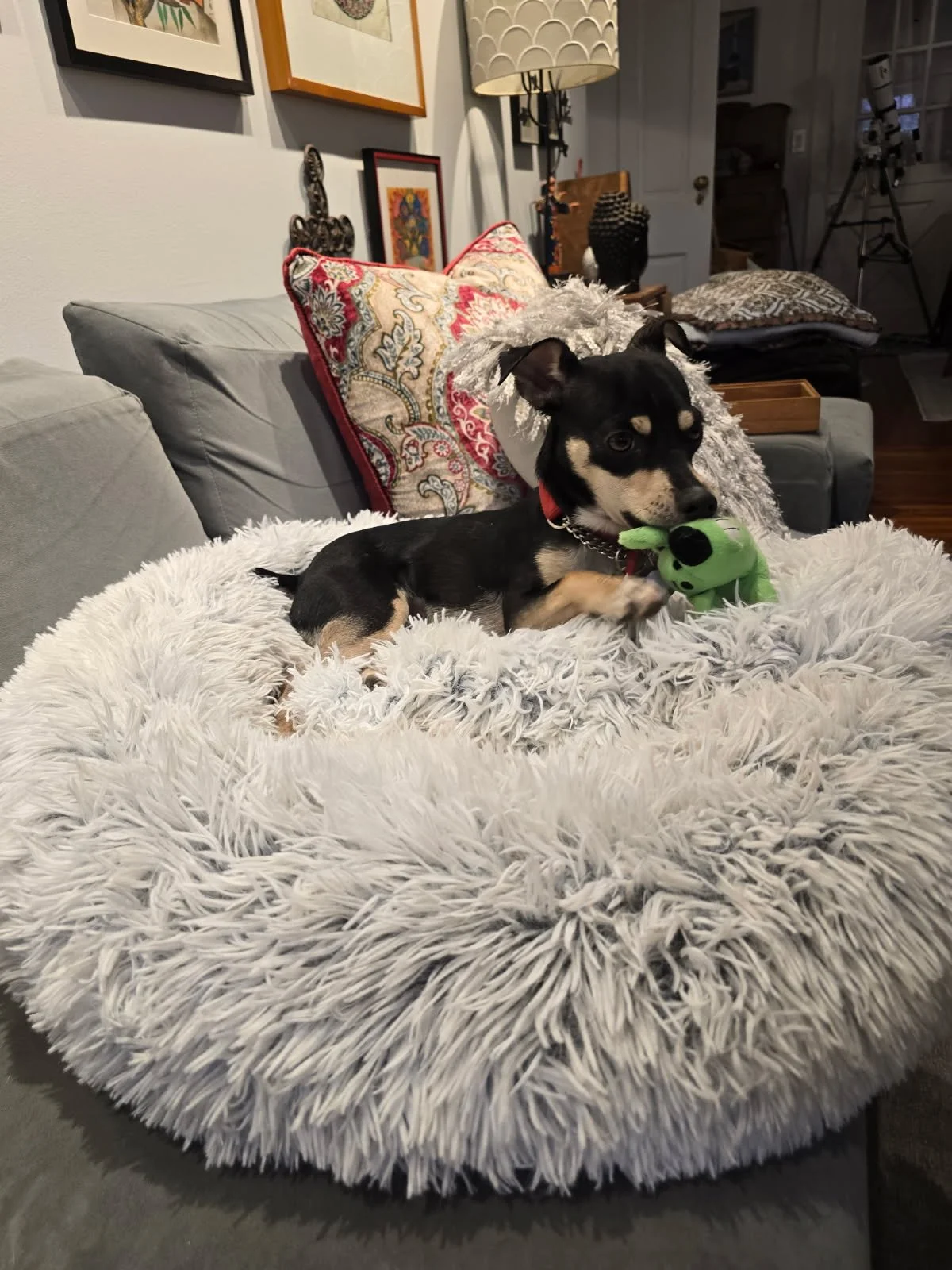 Small dog relaxing on a dog bed - boutique small dog boarding at The Little Dog Retreat, Hudson Valley NY